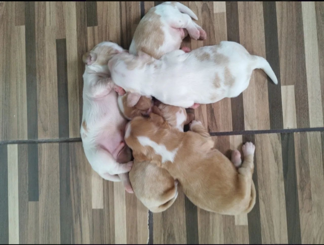 Portal Vendocão Cocker Spainel Pedigree  Salvador