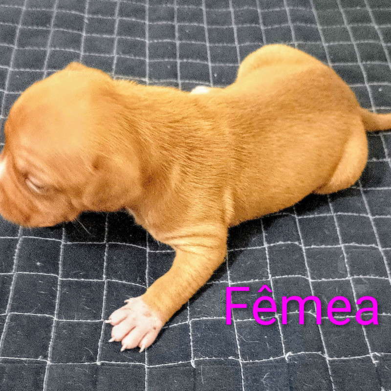 Filhotes de Pitbull red nose puros - Foto 1