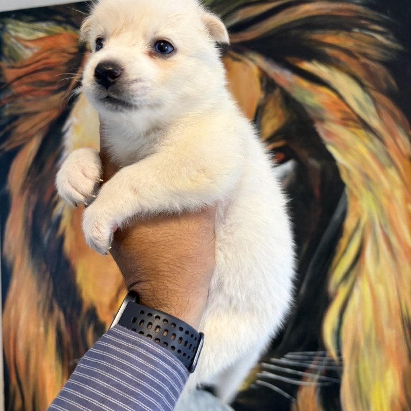 Filhotes de Husky Siberiano com 30 dias de nascidos - Foto 2