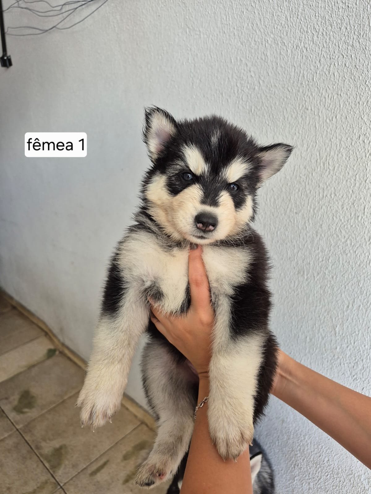 Husky Siberiano - Foto 5