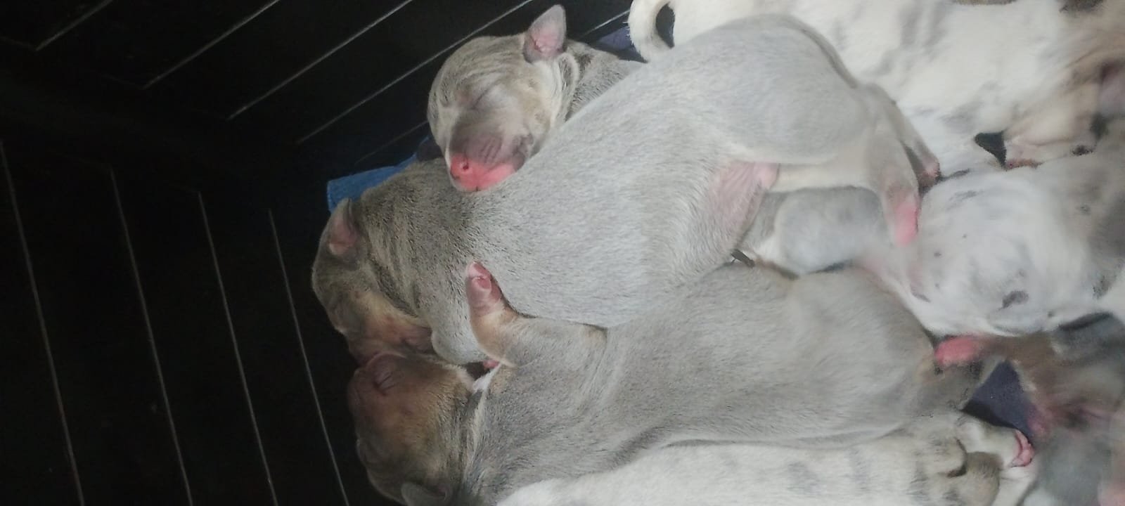 Pitbull - Foto 2
