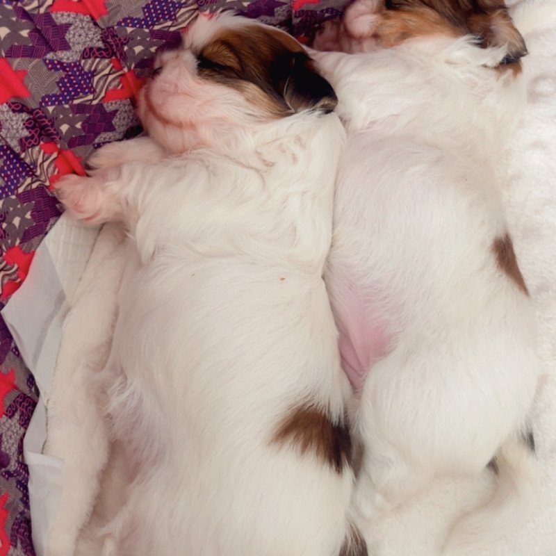 Filhotes Shih tzu fêmea disponível