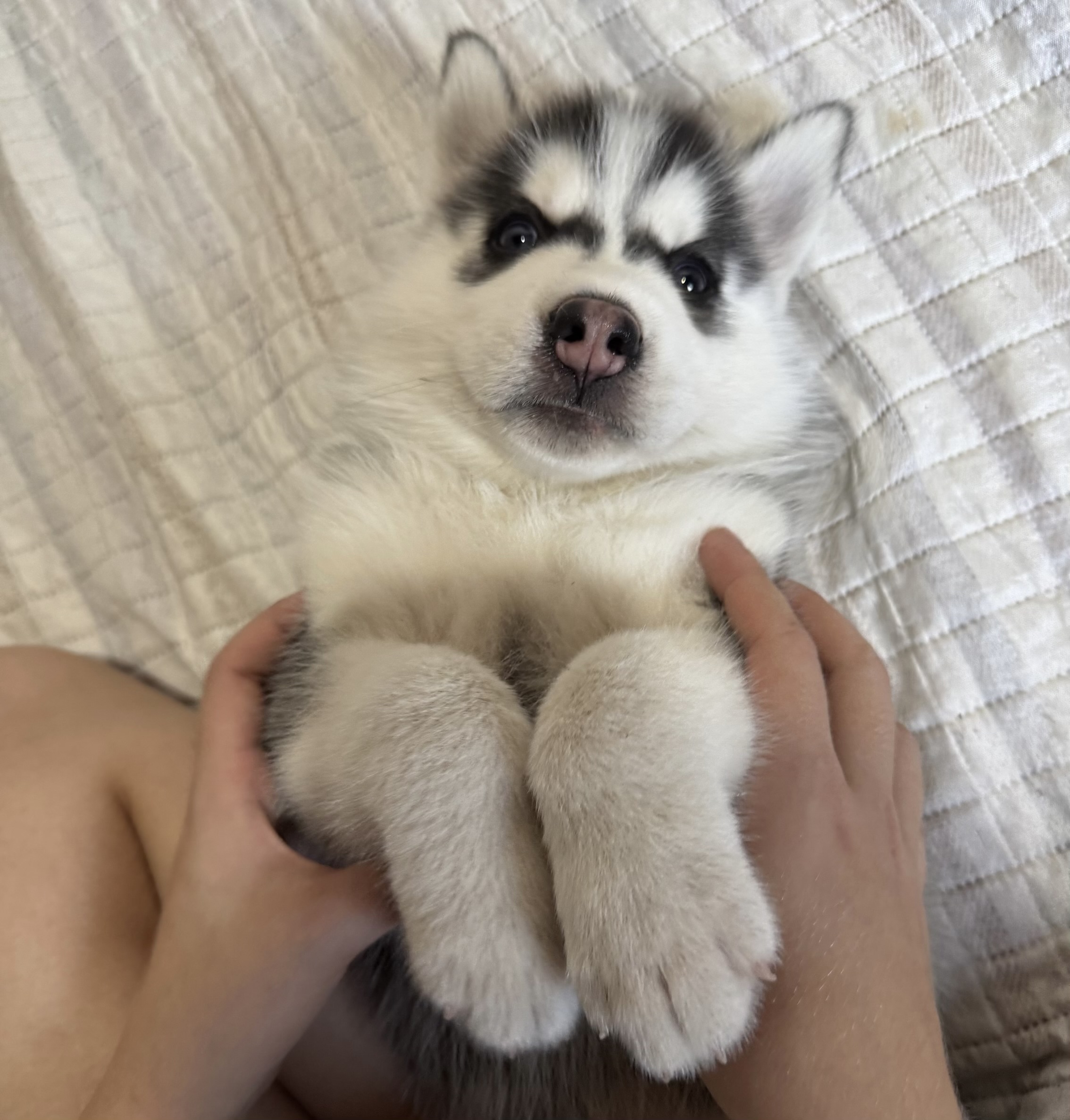 Portal Vendocão HUSKY SIBERIANO PURO São Luís 
