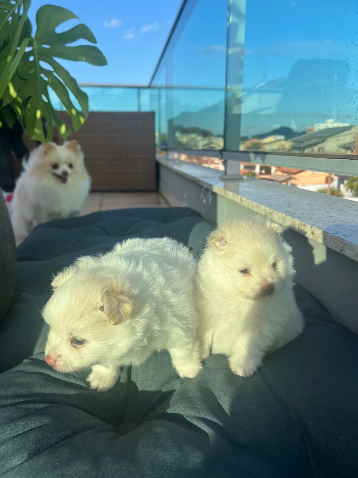 Lulu Pomerania - Foto 2