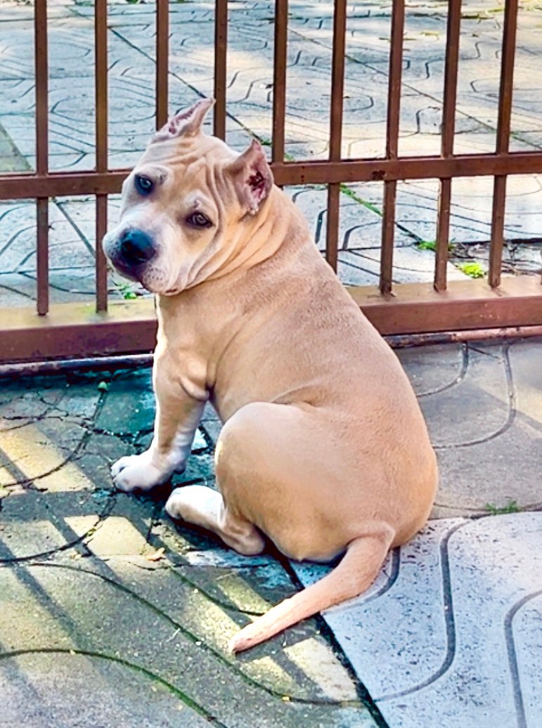American Bully