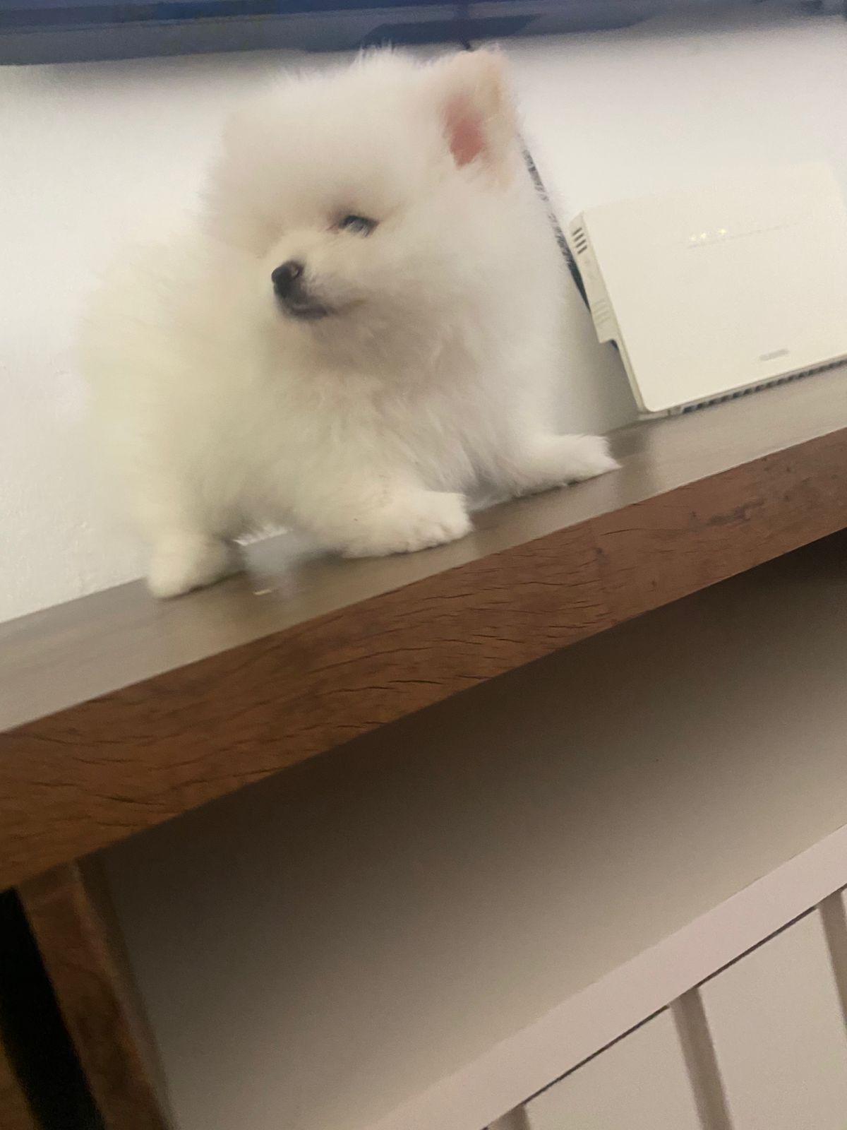 Portal Vendocão Vendo lindo filhote de Spitz Alemão Porte Pequeno (Branco Pelagem Ursinho) Taubaté 