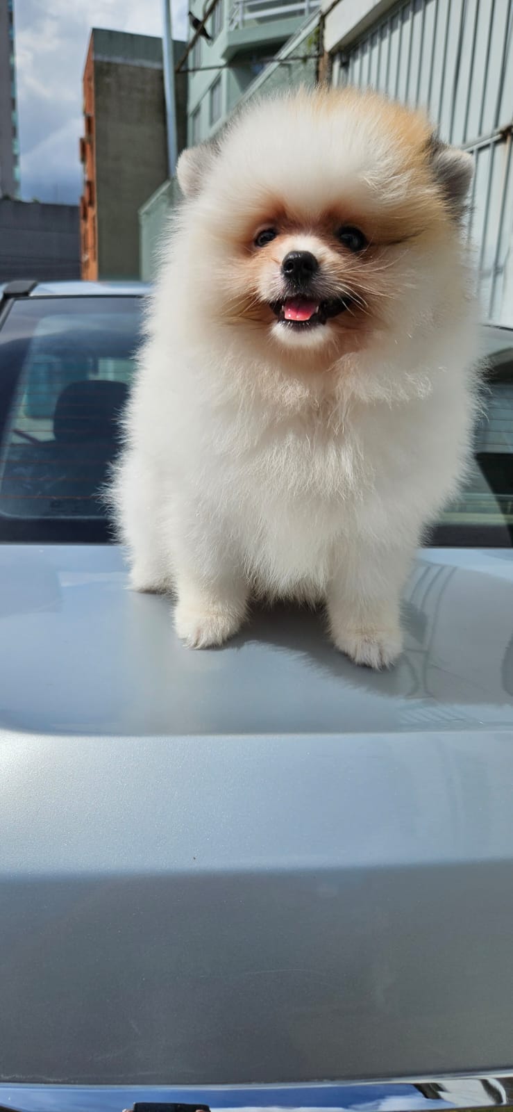 Portal Vendocão Spitz alemão Fêmea!  Caxias do Sul