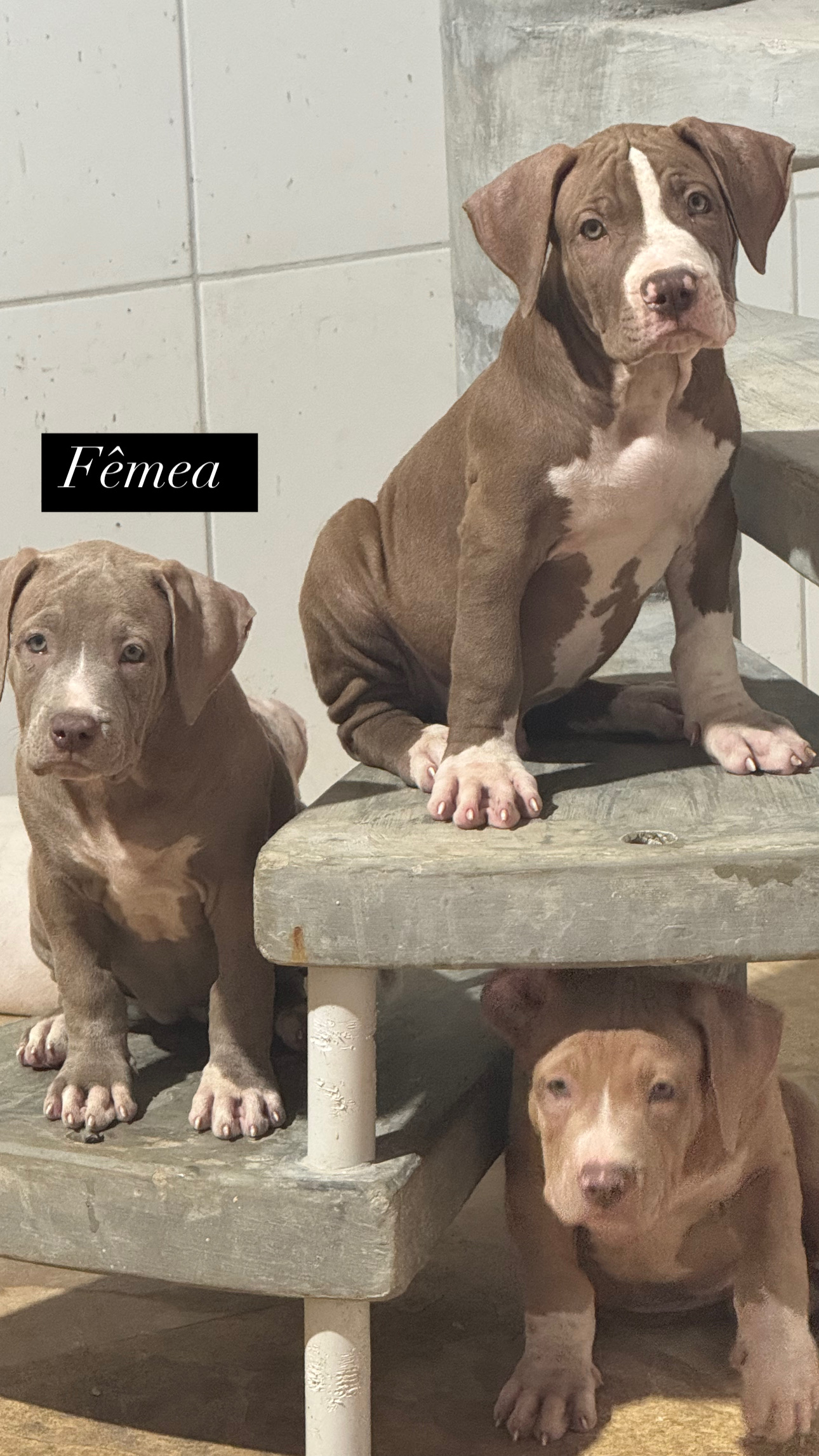 Portal Vendocão PITBULL AMERICAN BULLY FORTALEZA