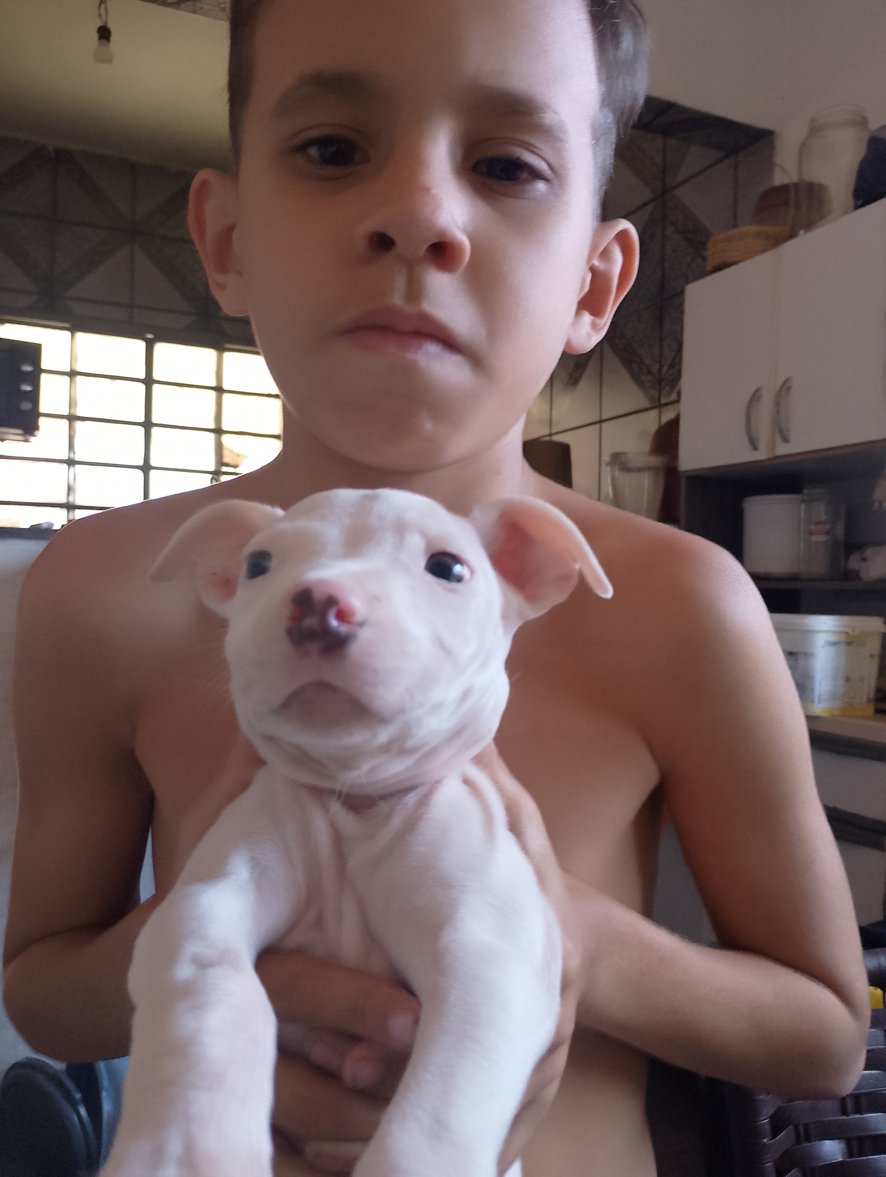 Portal Vendocão Vendu um Pitbull filhote  Uberlândia