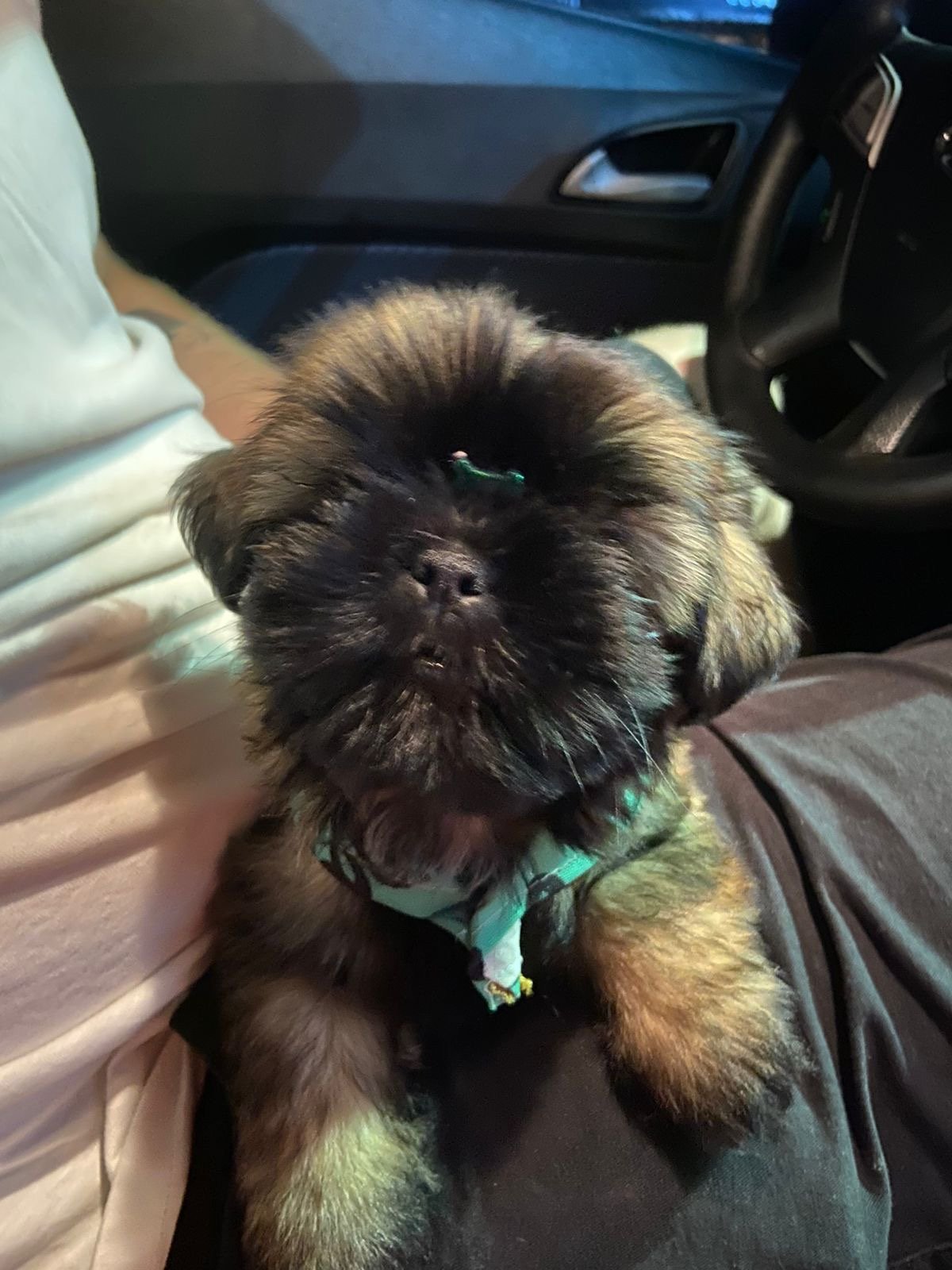 Vendo Filhote de Shih Tzu - Foto 1