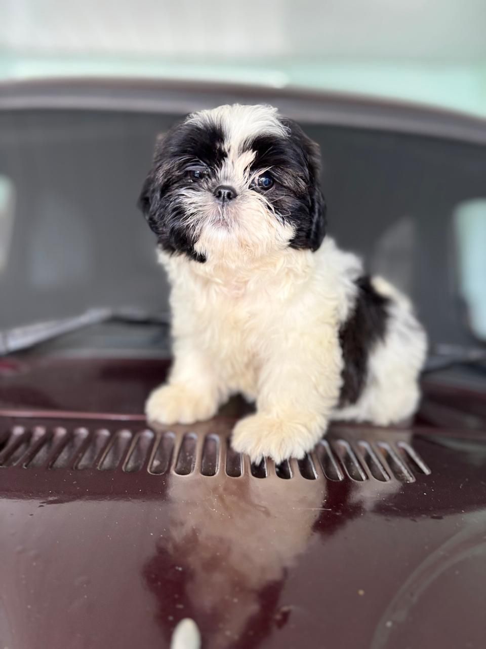 Portal Vendocão Filhote Shihtzu Joinville