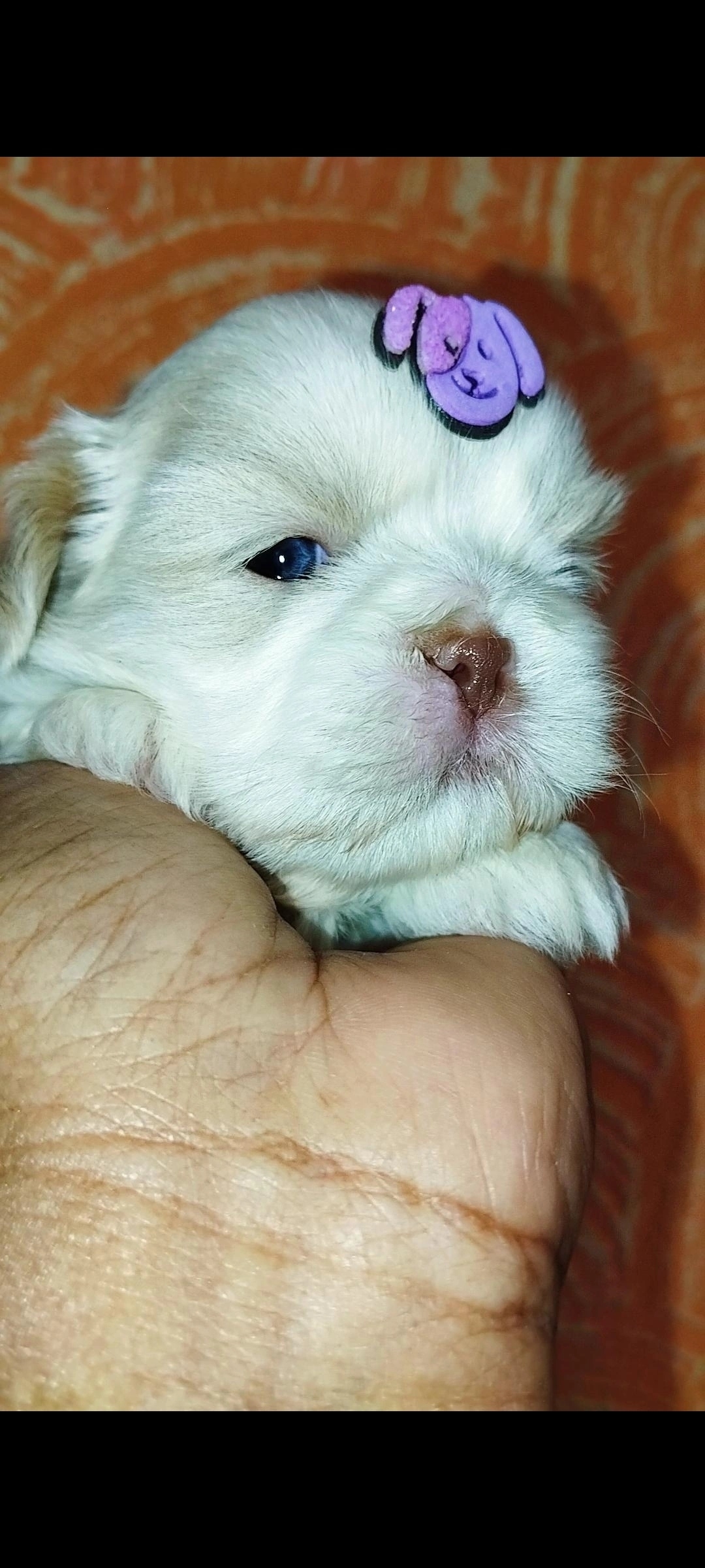 Portal Vendocão Filhotes de Shih tzu macho  Catalão