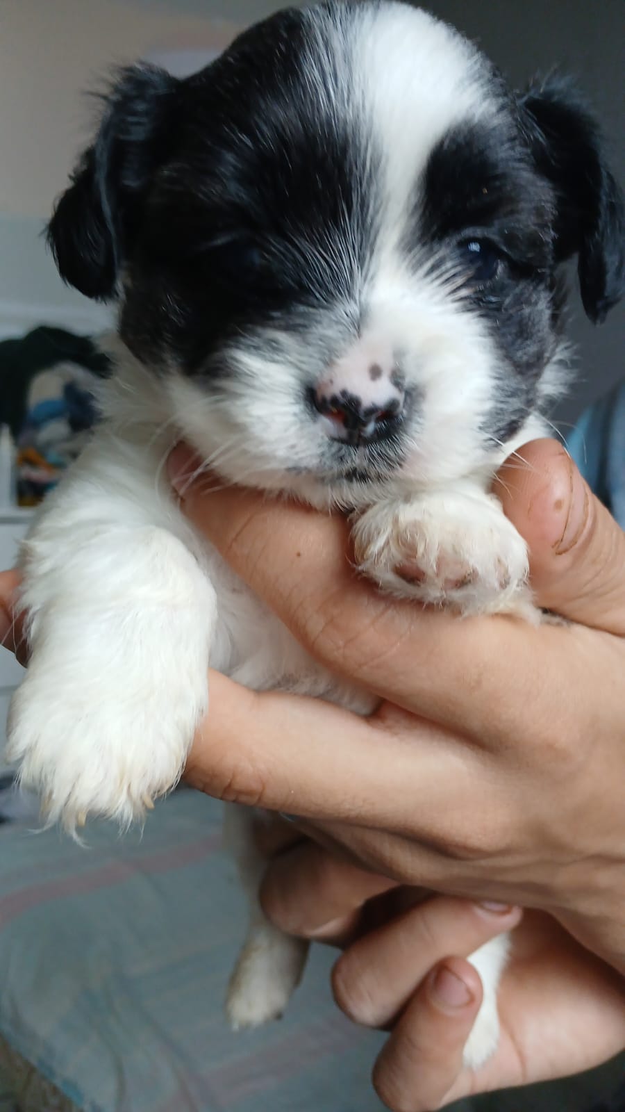 Portal Vendocão Vendo filhote de shin tzu Cabo Frio