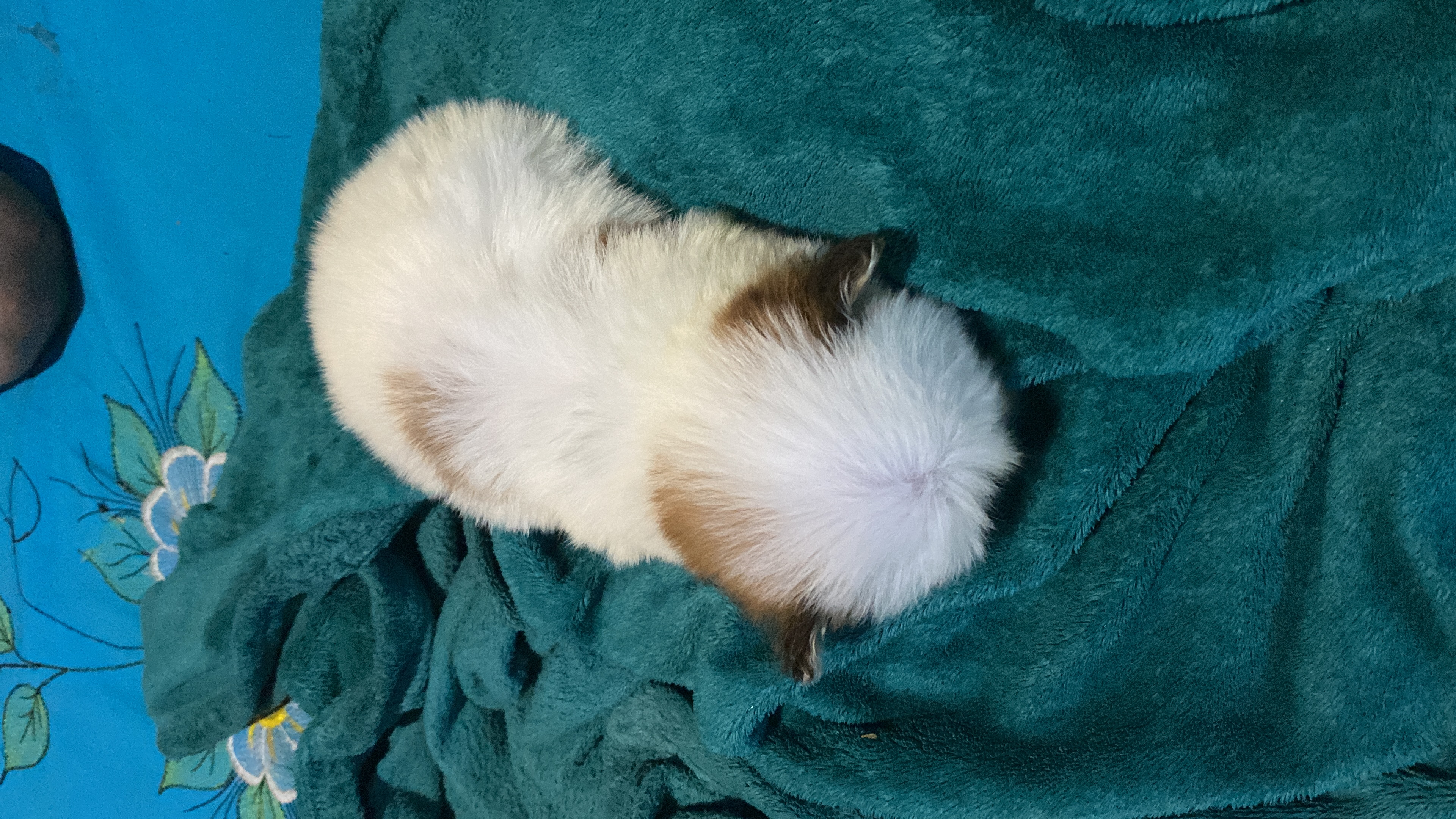 Portal Vendocão Filhote de shih tzu micro Pilar