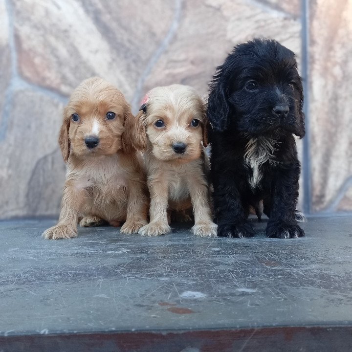 Lindos filhotes de Cocker Spaniel Inglês