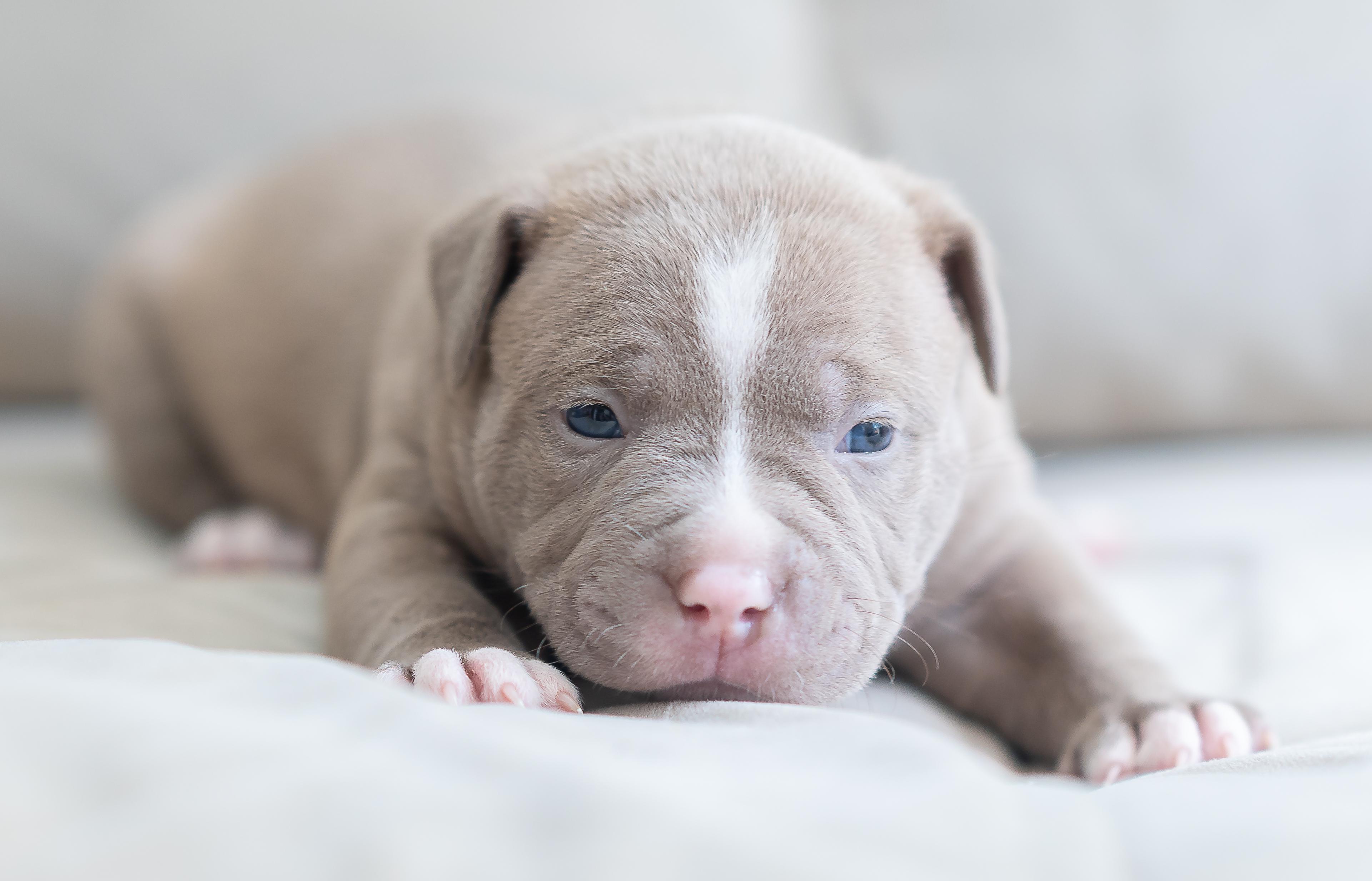 Portal Vendocão American bully  ABKC 45 diaS PRONTO ENTREGA! São João de Meriti
