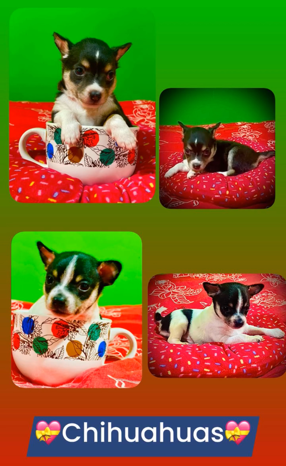 Portal Vendocão Chihuahuas  Curitiba 