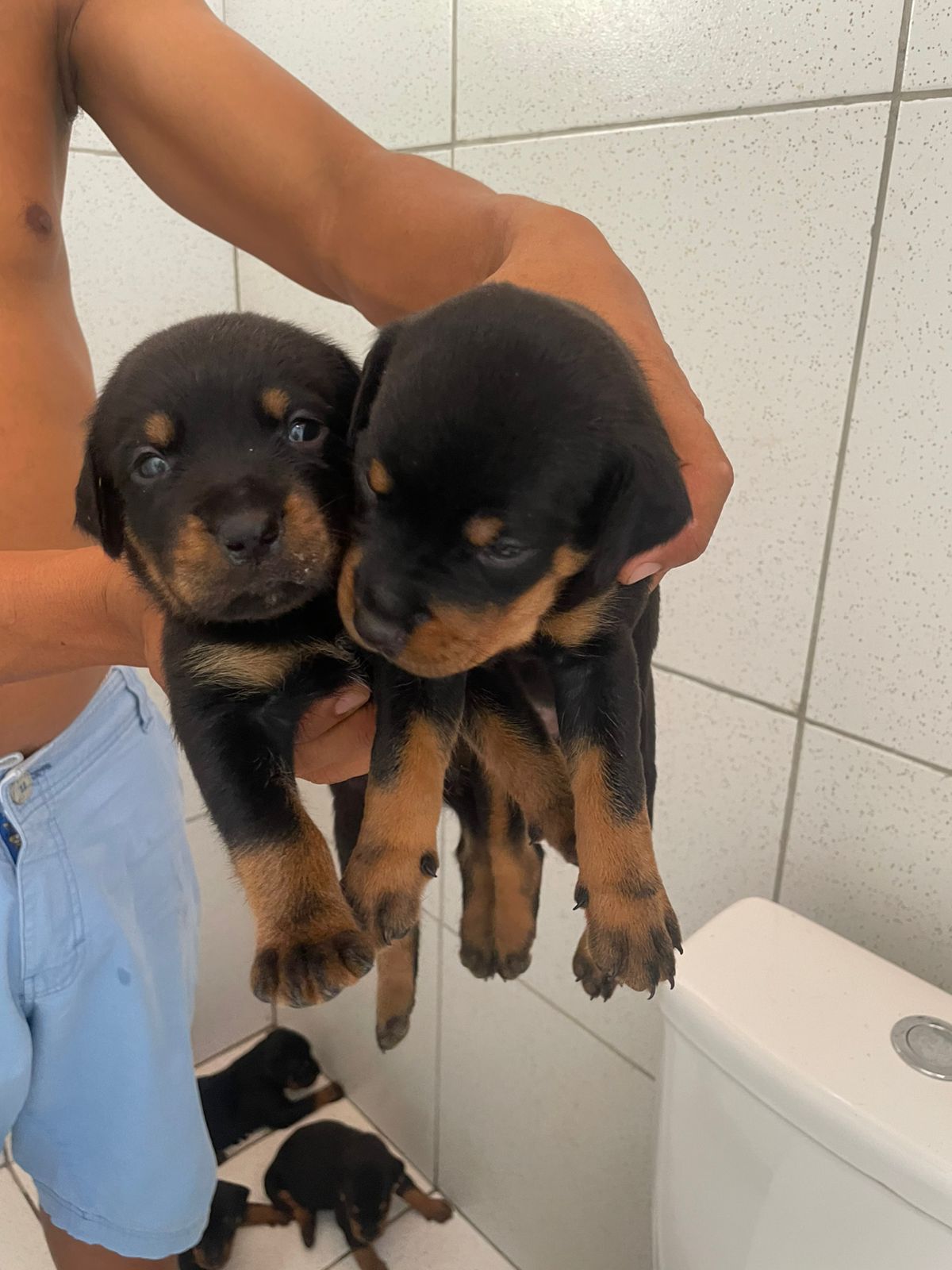 Portal Vendocão Filhotes de Rottweiler Disponíveis  TERESINA