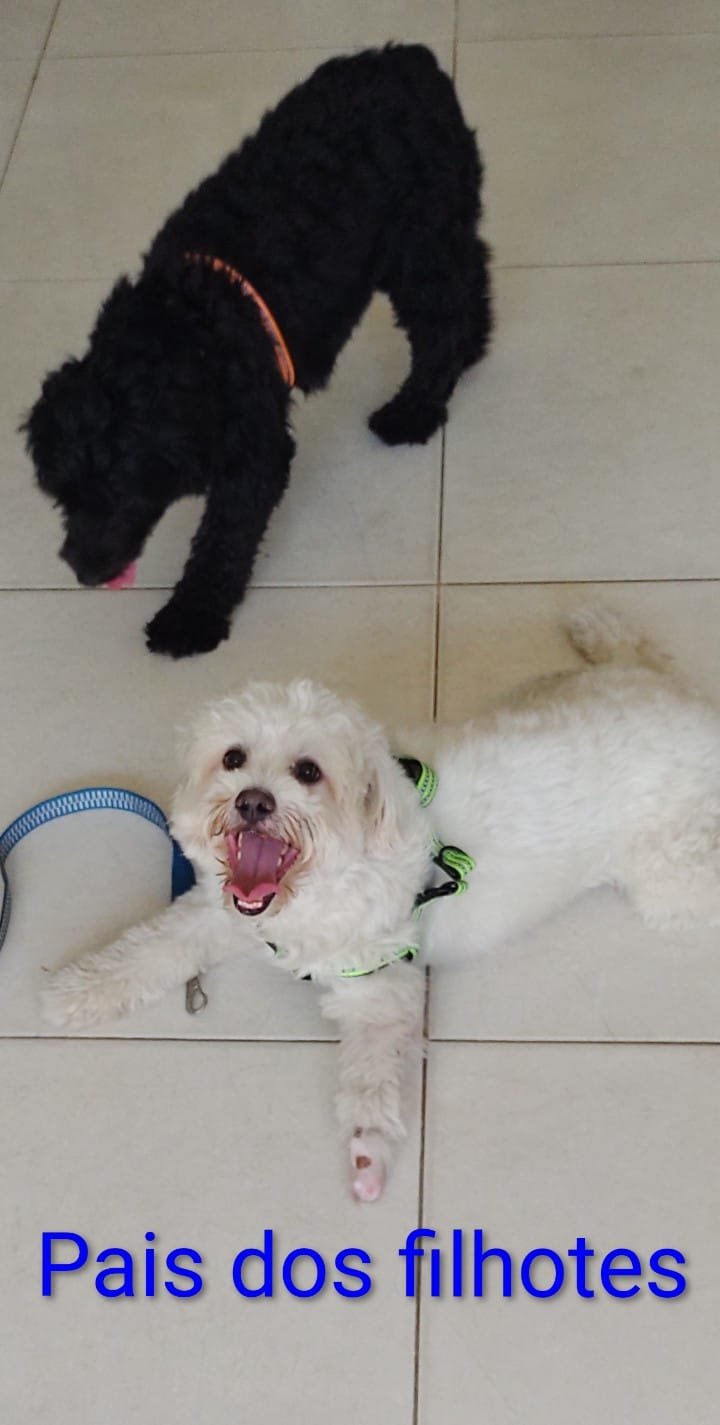 Vendo maltês/poodle  - Foto 2