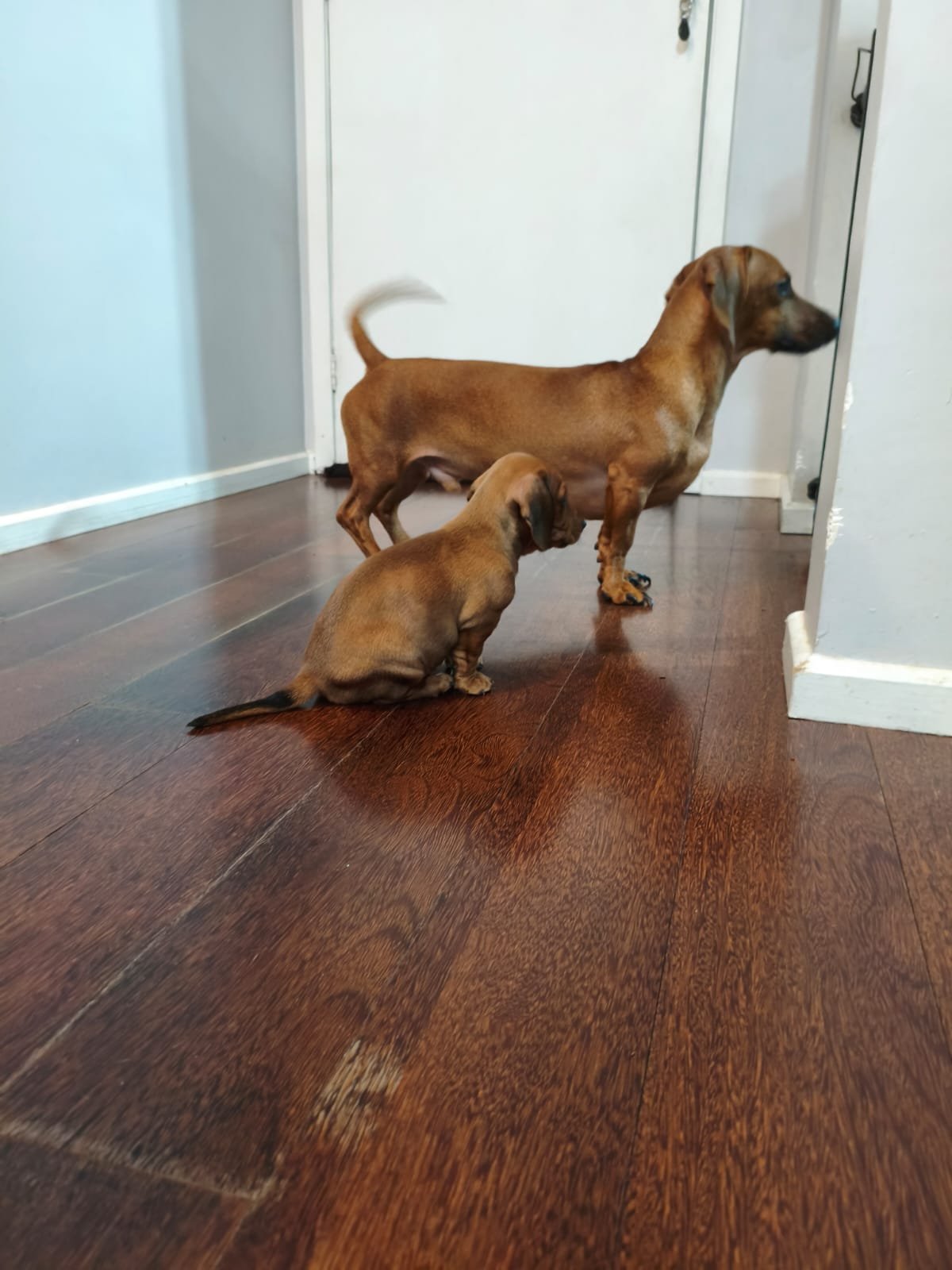 Filhotinho de dachshund salsichinha.  - Foto 3