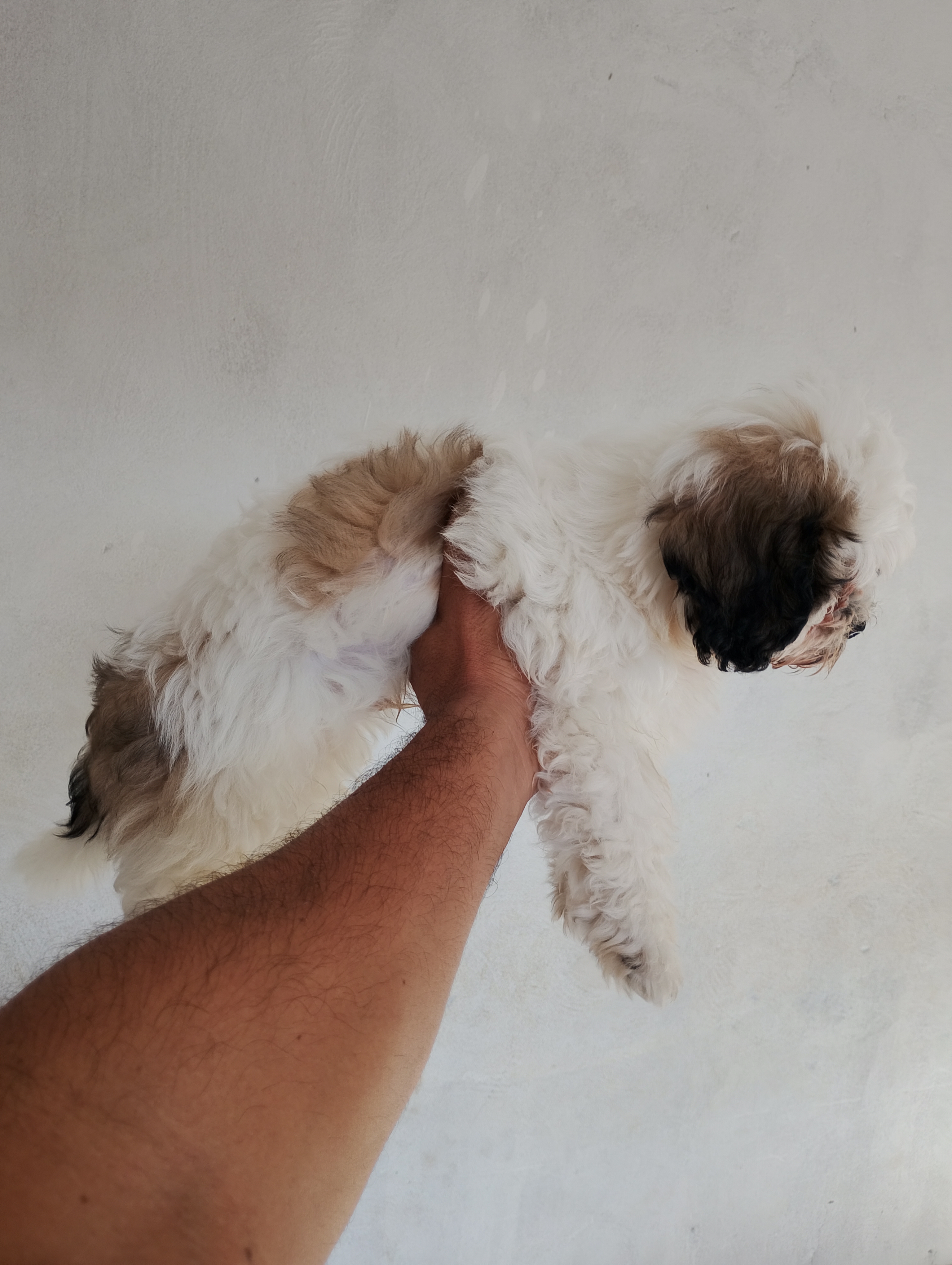 Portal Vendocão Vendo filhote (macho) Teresina