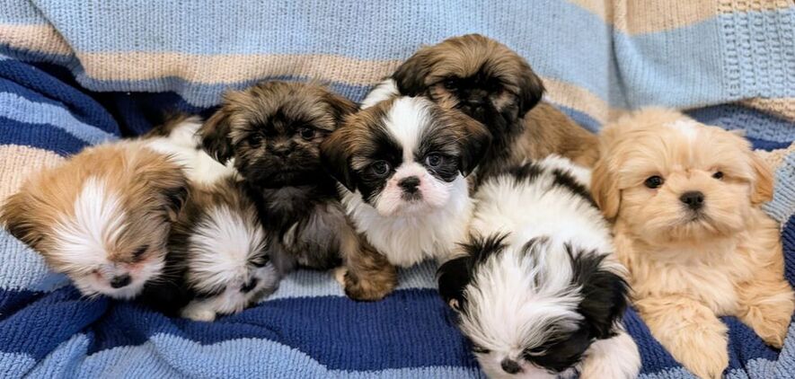 Portal Vendocão DOA-SE FILHOTES DE SHIH TZU LONDRINA