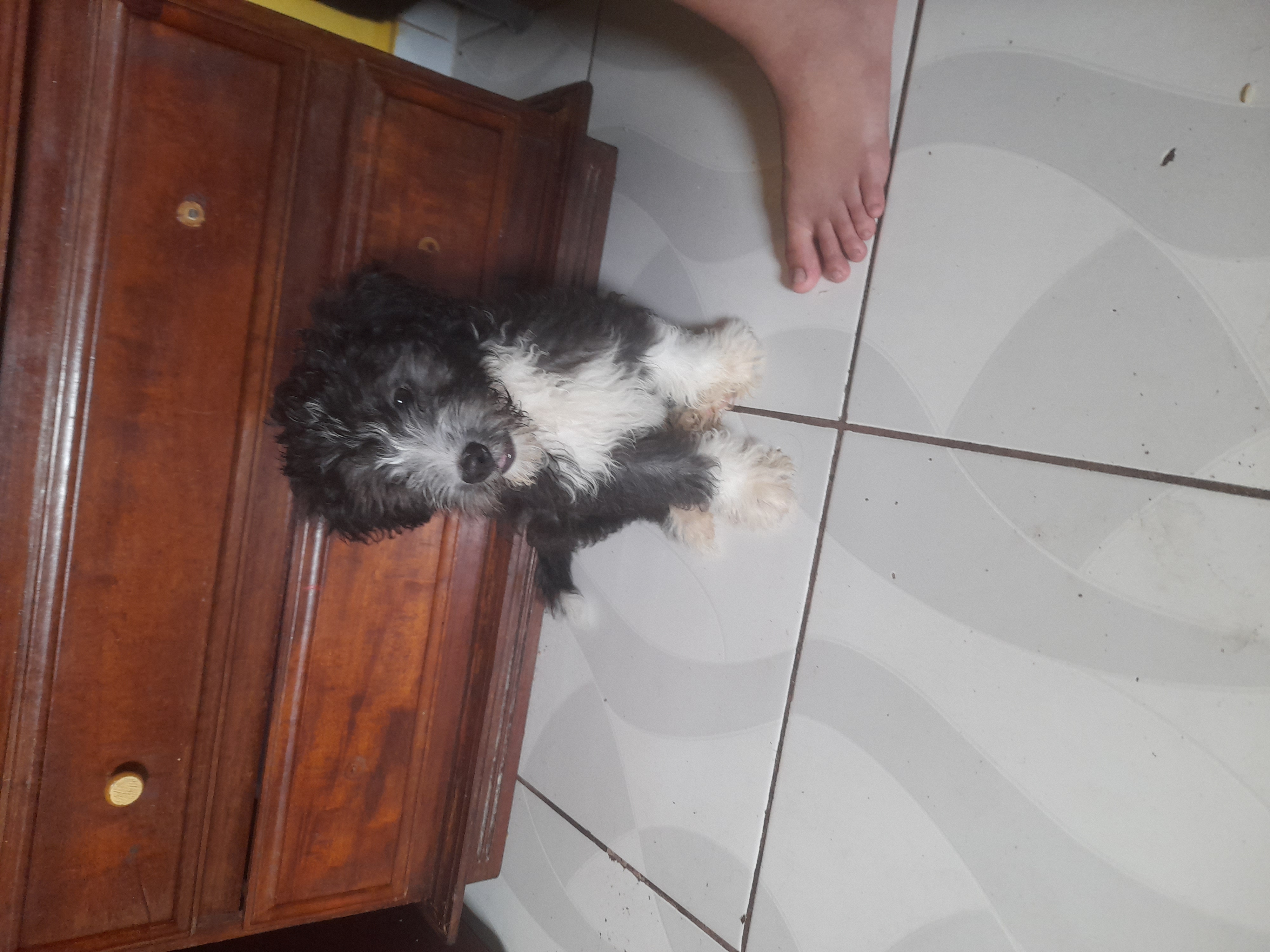 Portal Vendocão Vendo pooldle mini toy 3 meses  Manaus