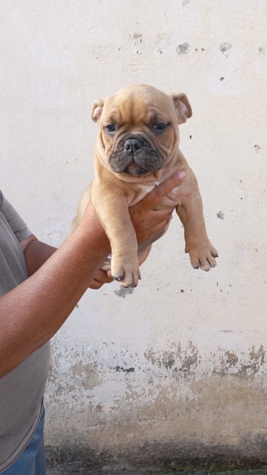 Lindos filhotes de american bully disponíveis
