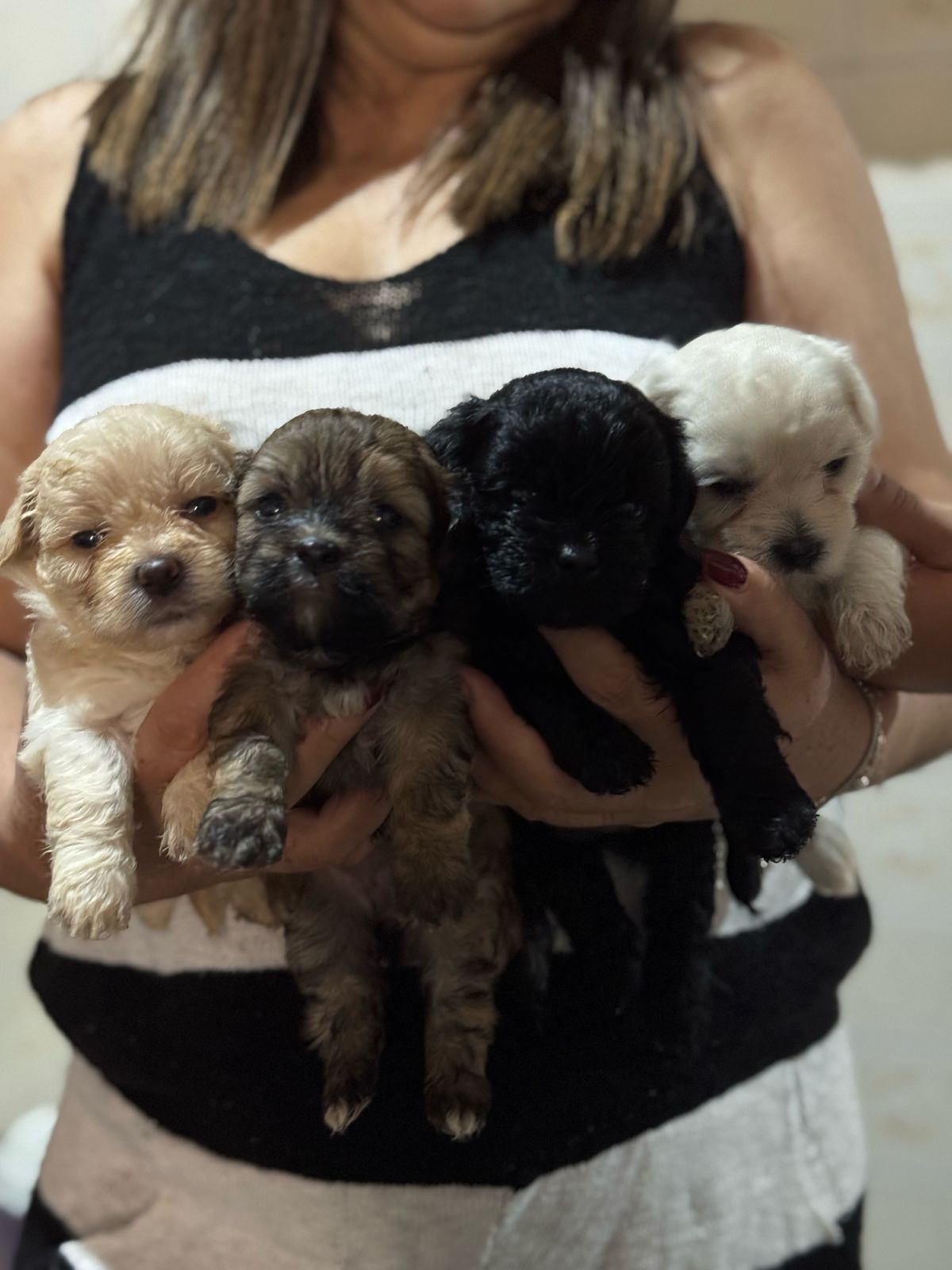 Portal Vendocão Lindos filhotes de POODLE TOY com SHIH-TZU  Castanhal