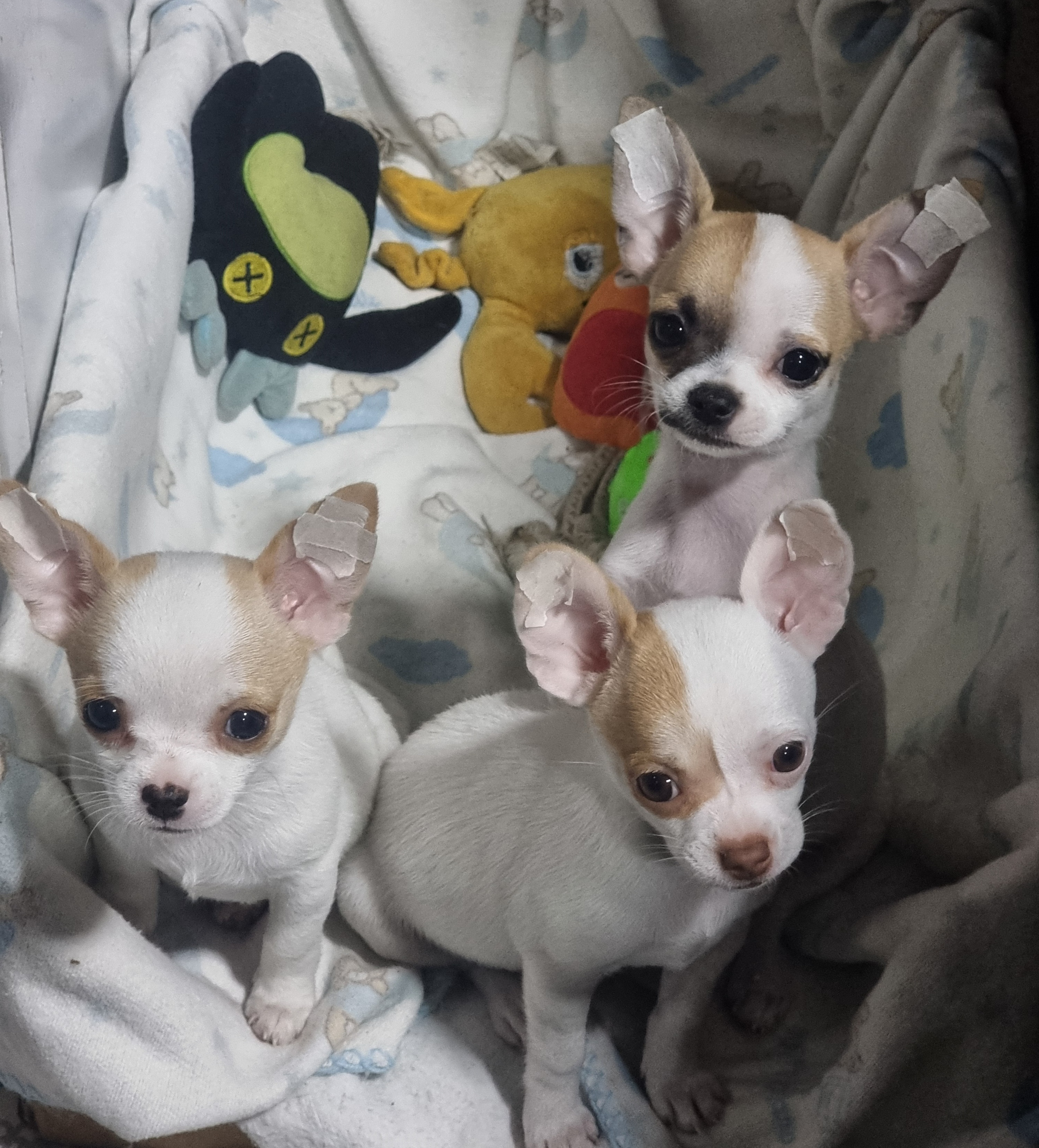 Portal Vendocão Filhotinhas de chihuahua  Duque de Caxias 