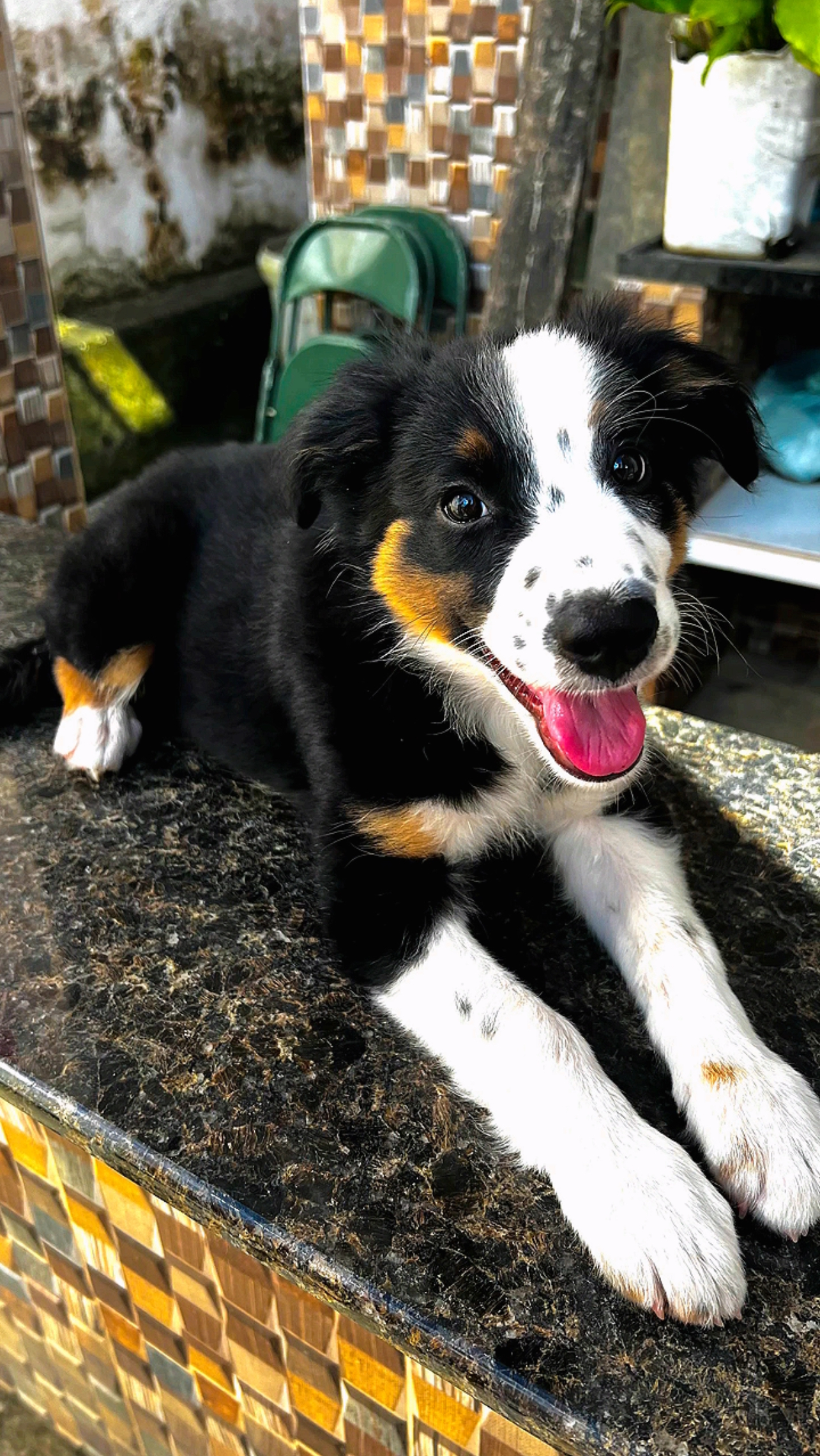 Portal Vendocão Filhotes de Border Collie Recife