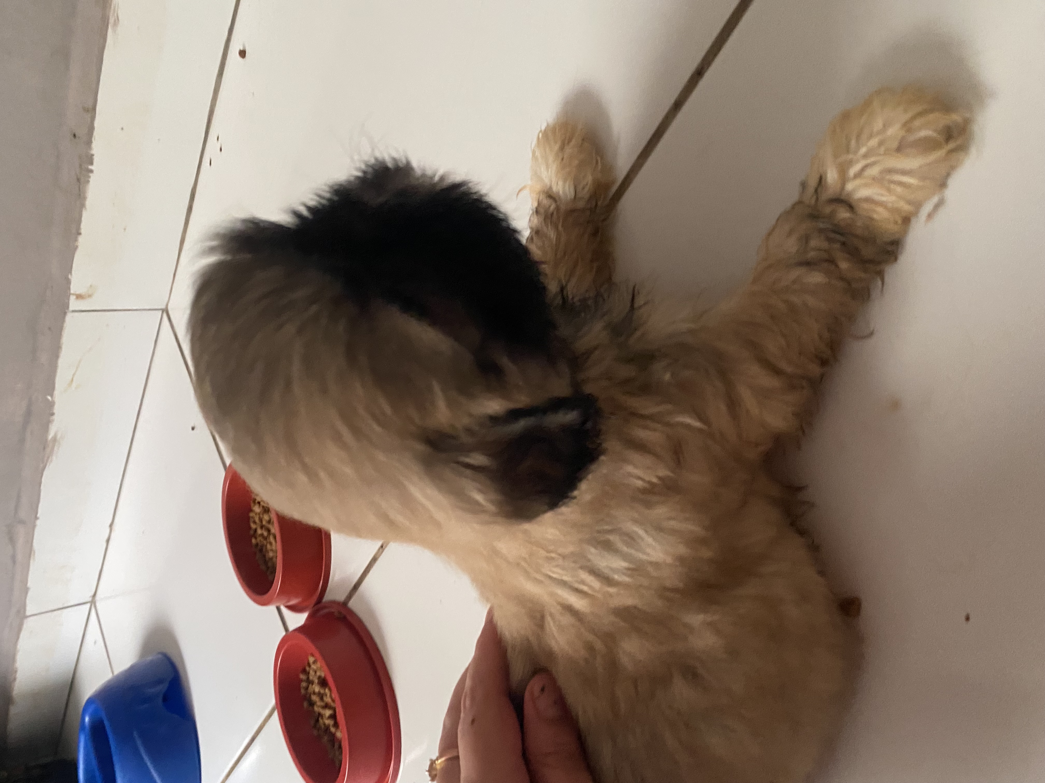 Portal Vendocão Vendo shitzu 3 fêmea e um macho  Cuiabá 