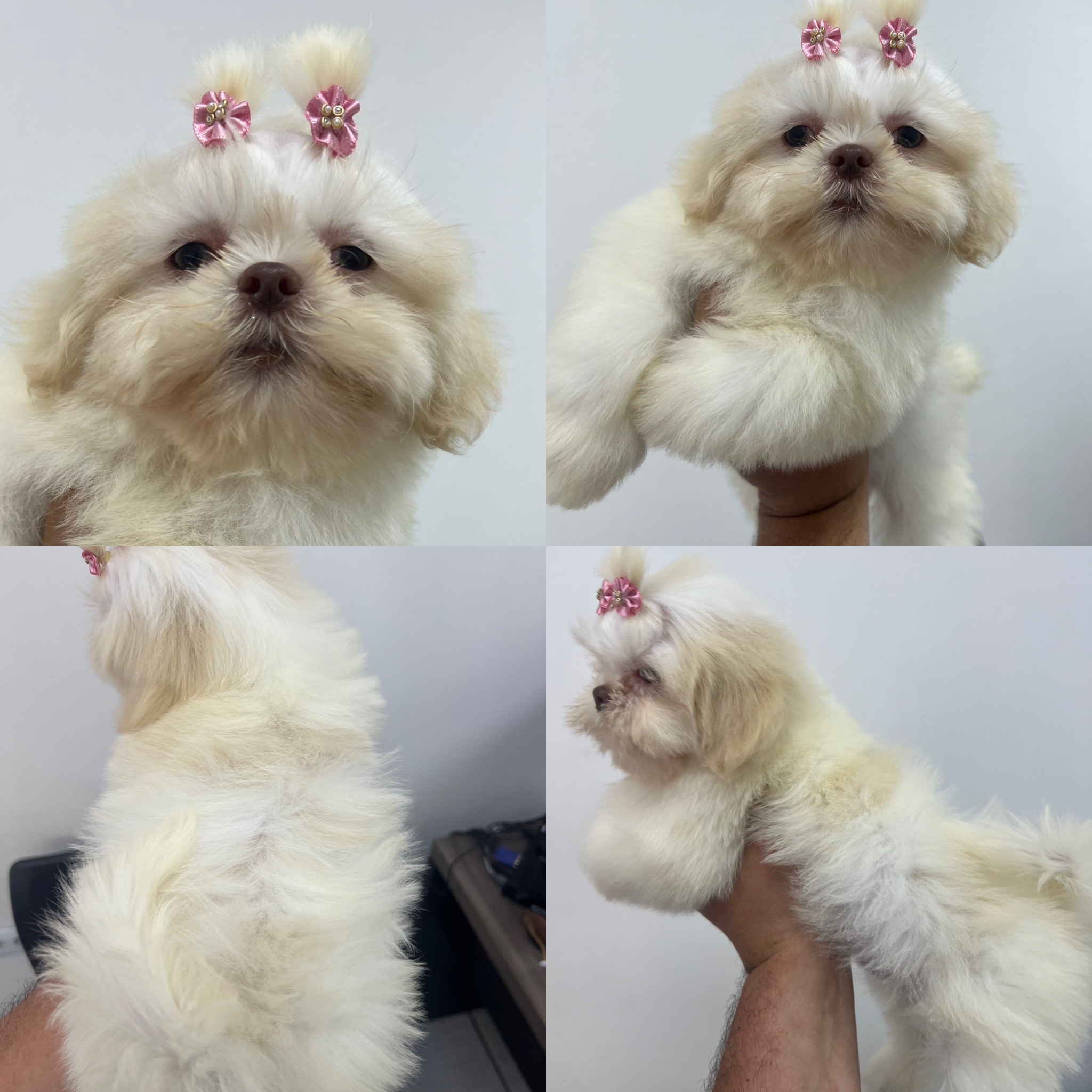 Portal Vendocão Fêmeas de Shihtzu  São Paulo 