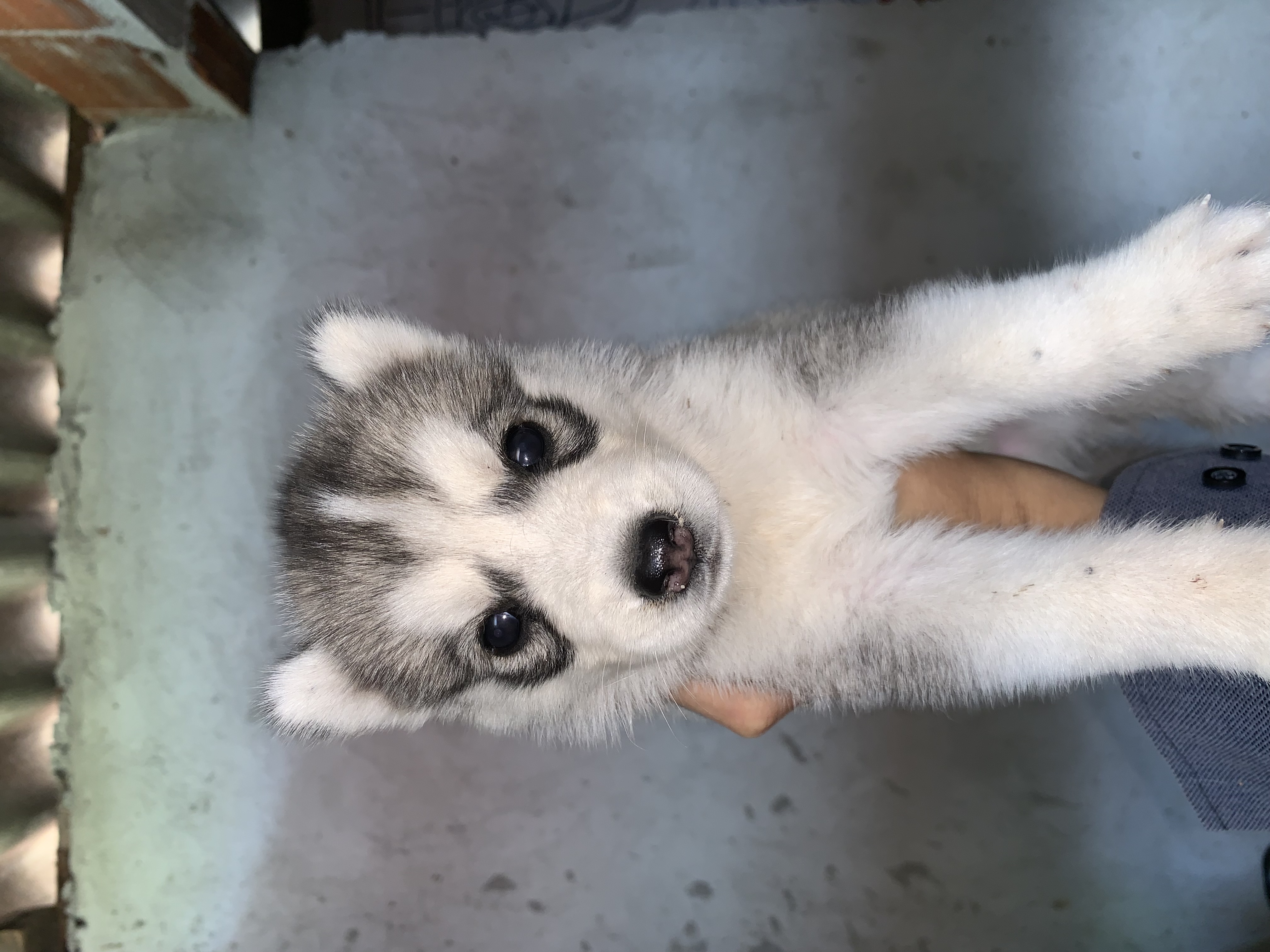 Vendo husky filhote - Foto 3