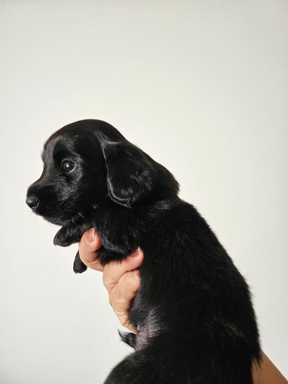 Portal Vendocão Lindos Salsichinhas total black pelo longo Currais Novos