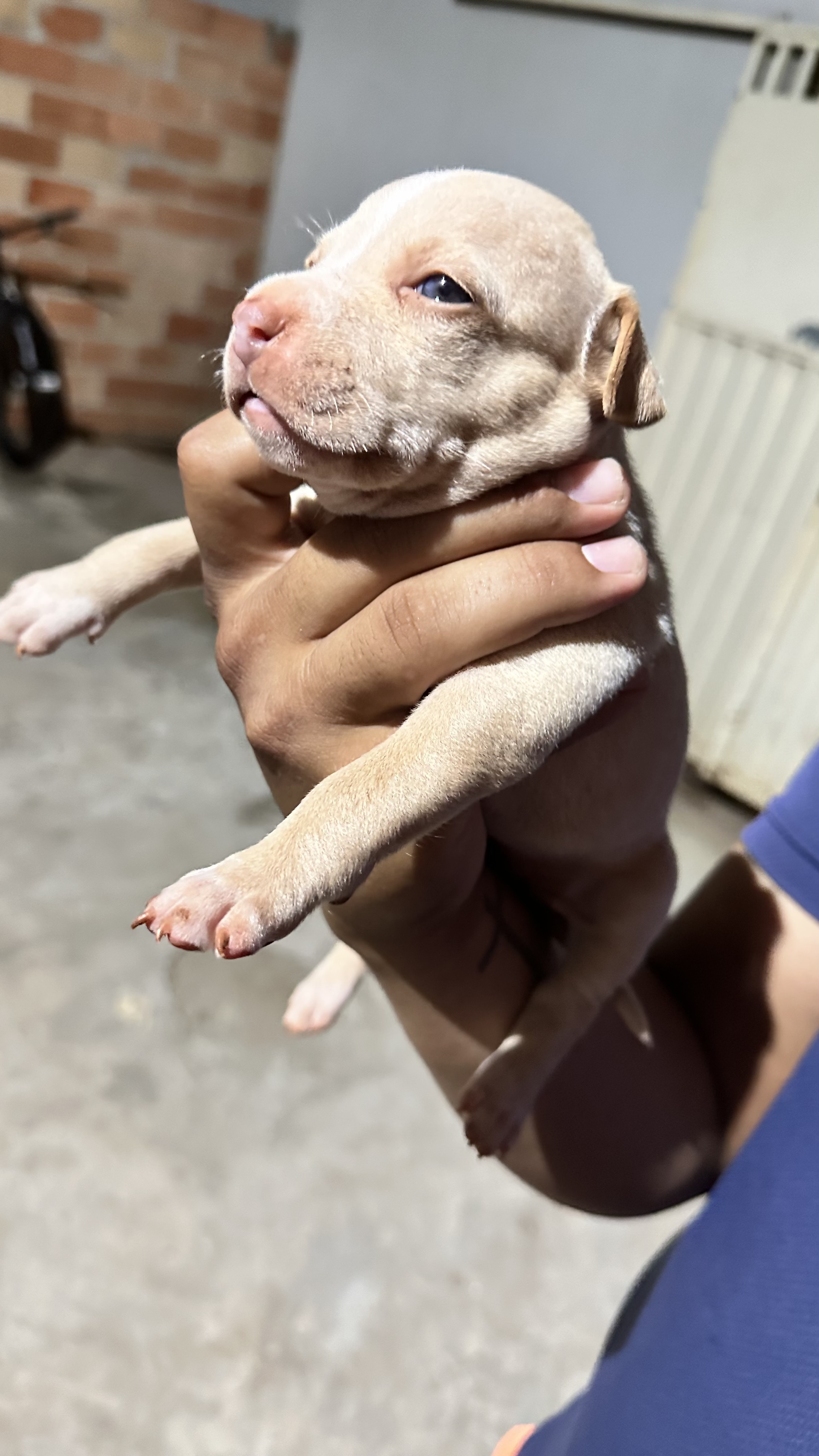 Portal Vendocão Pitbull Trindade