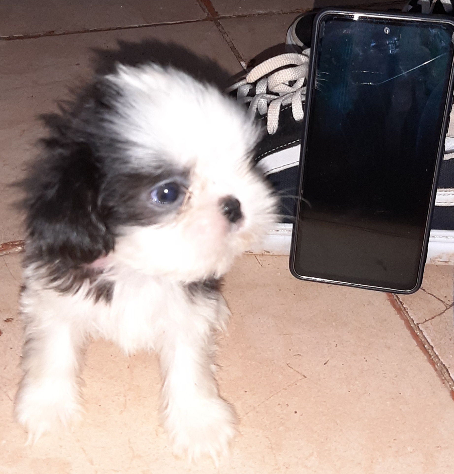 Portal Vendocão Filhotes de Shih-tzu  Brasília