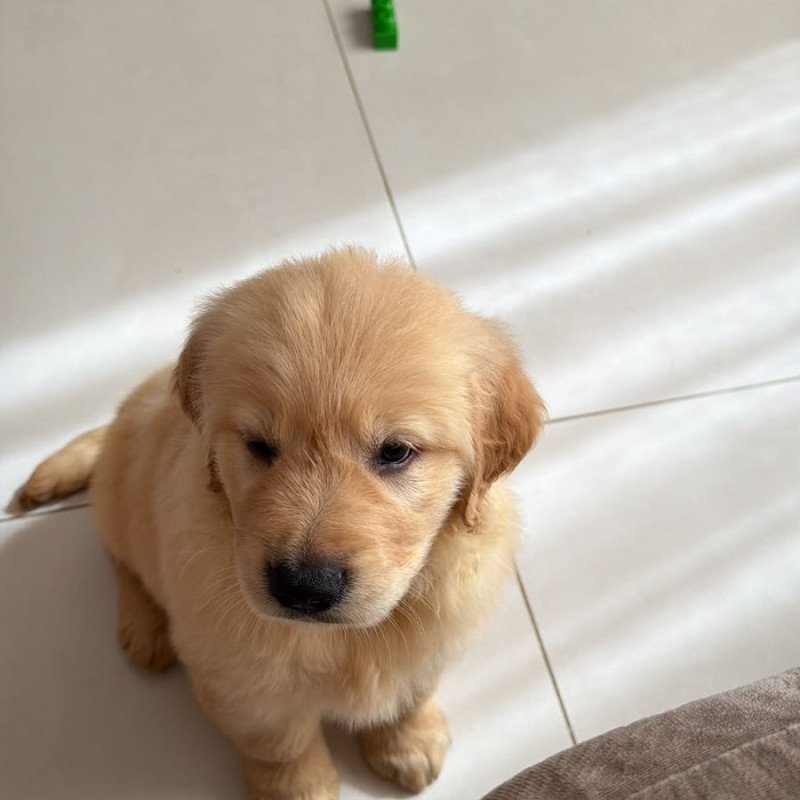 Filhote de cachorro golden retriever