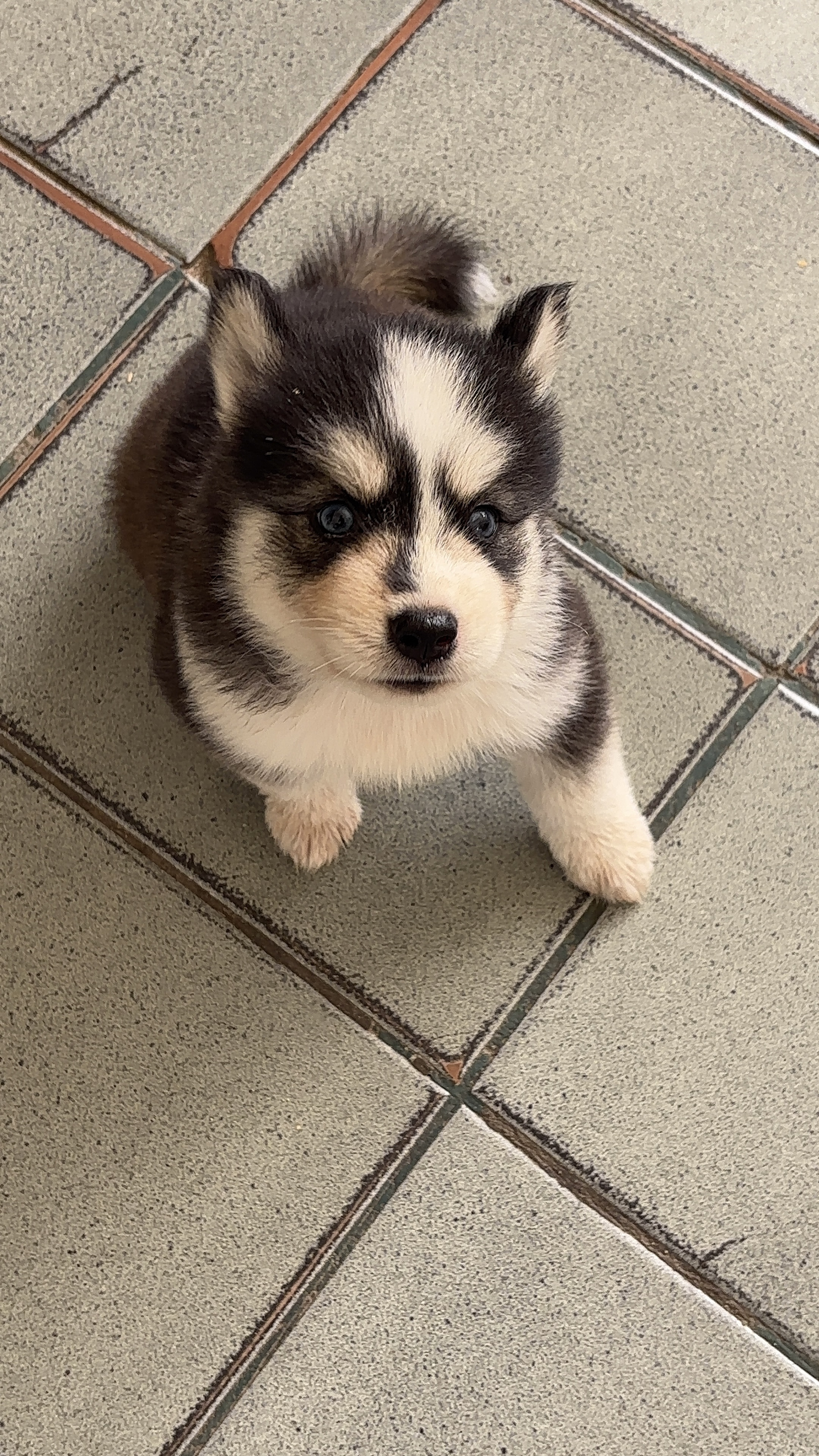 Portal Vendocão Husky siberiano- fêmea 40 dias Ananideua 