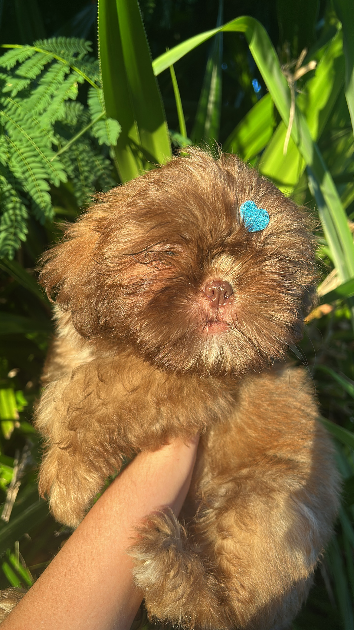 Portal Vendocão Filhote de shih tzu  João Pessoa