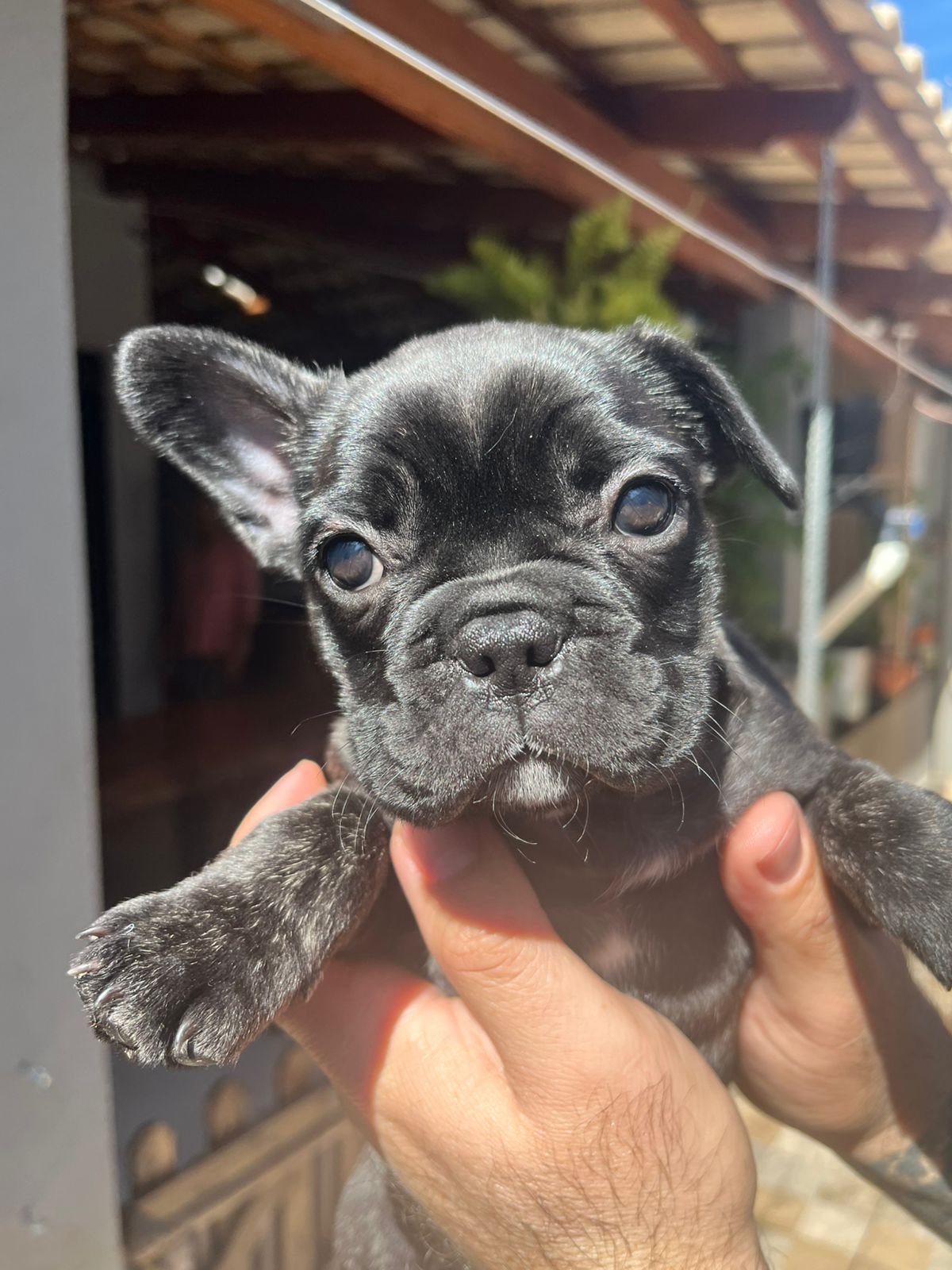 Filhotes fêmeas de Buldogue  - Foto 4