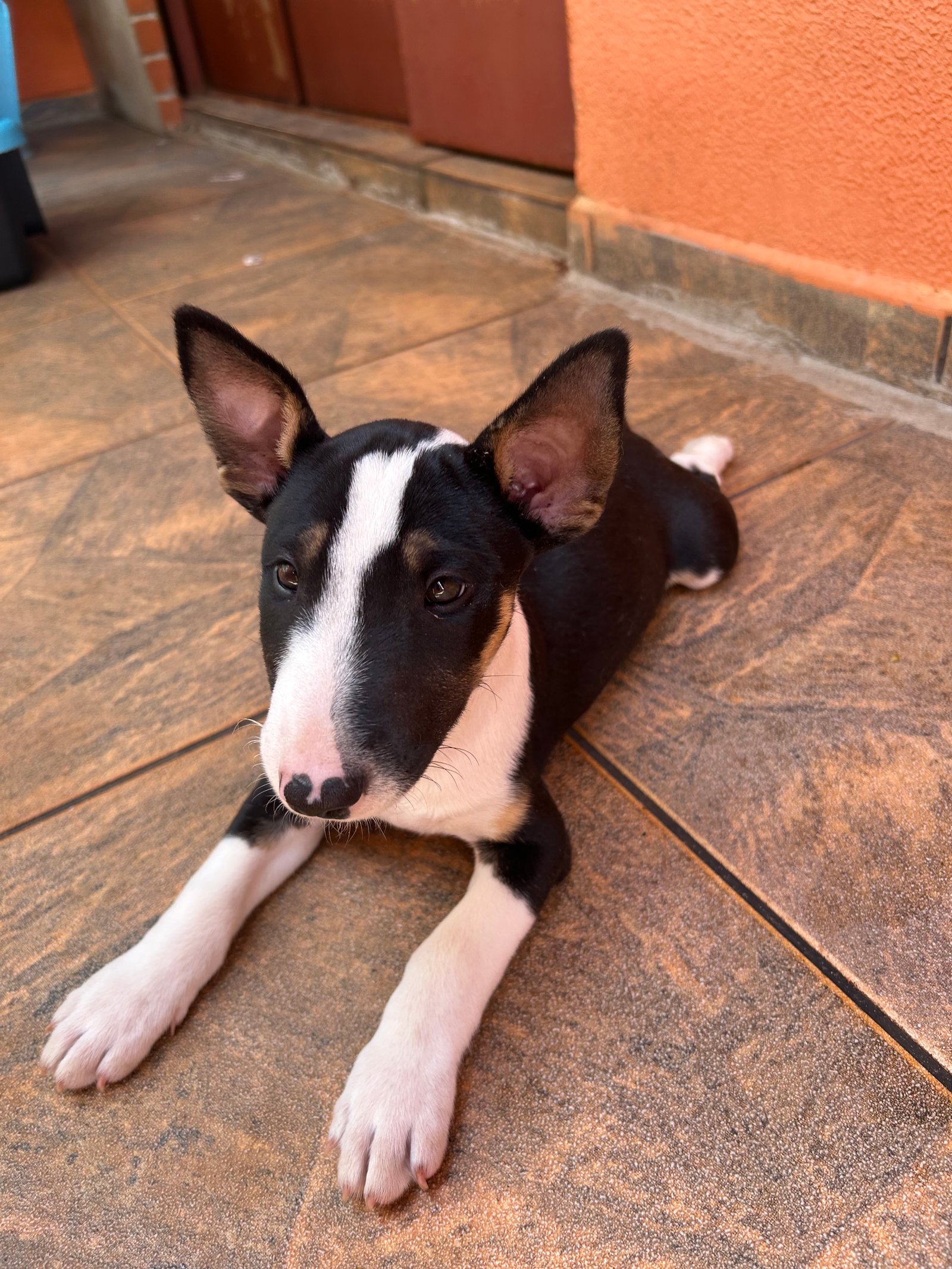 Filhote Bull Terrier 