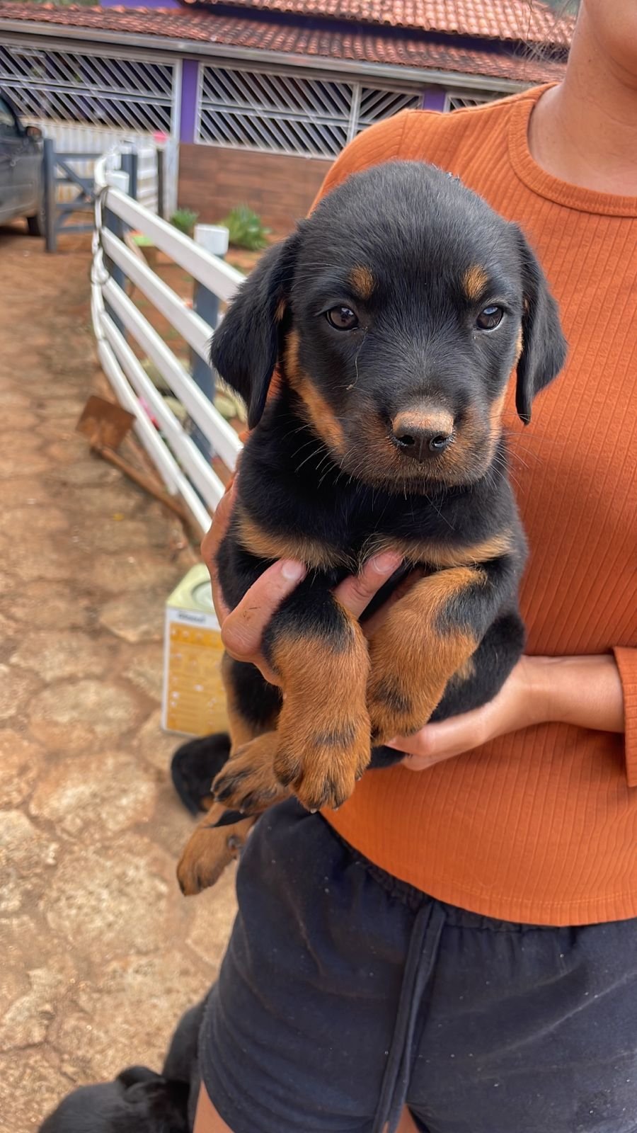 Filhote de rottweiler  - Foto 1