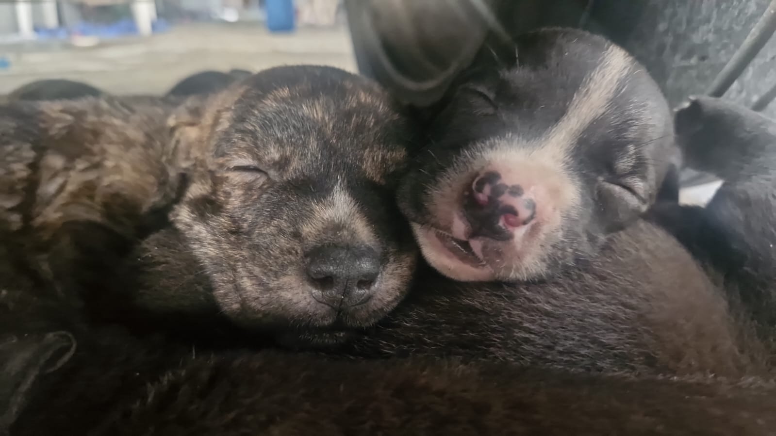 Portal Vendocão Filhote Pitbull  Teresina