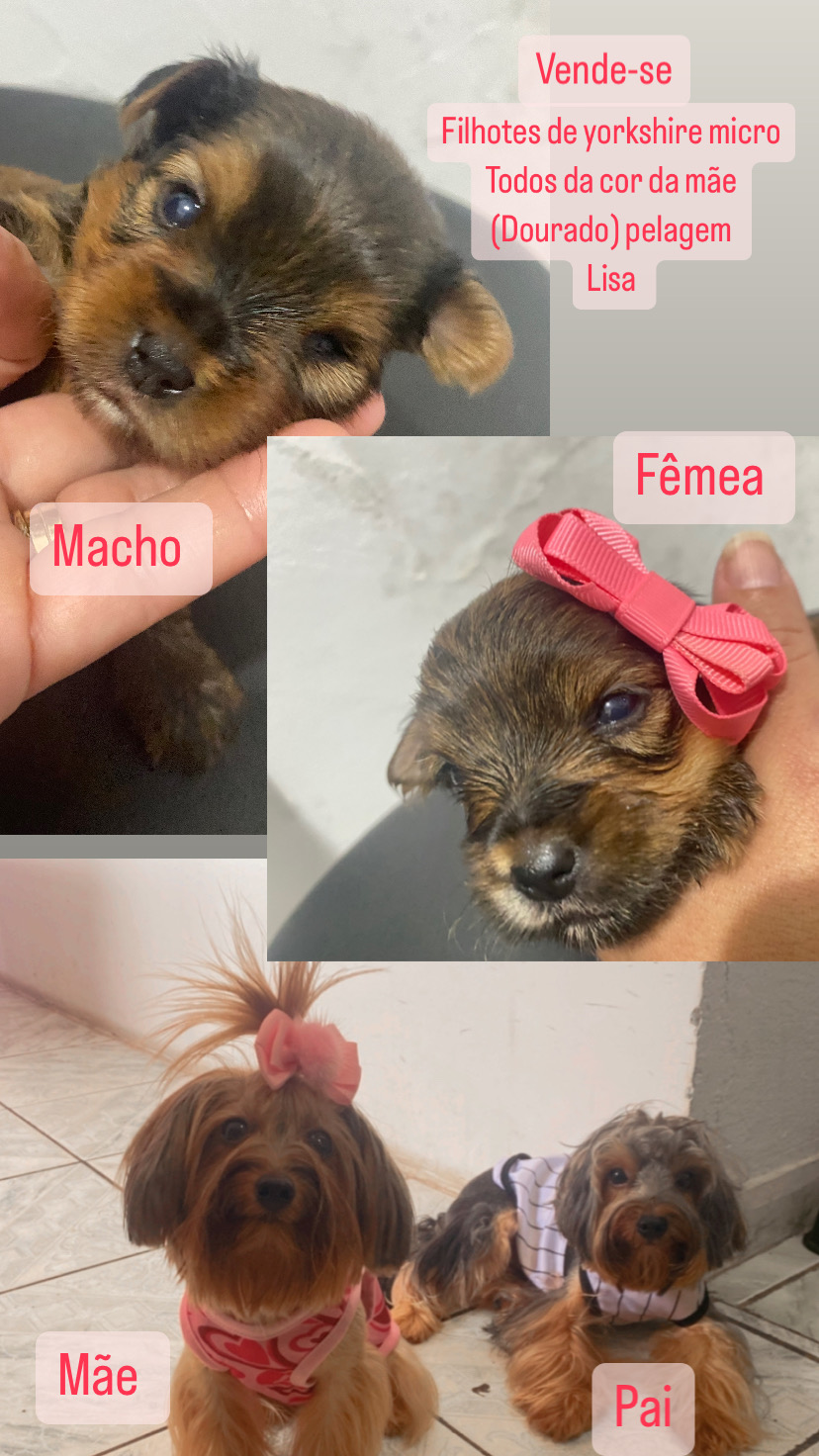 Portal Vendocão Filhotes macho e fêmea  Maceió 