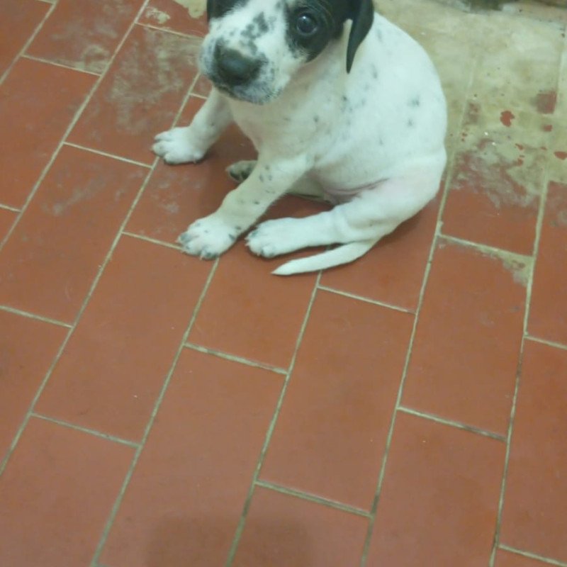 Cachorra dálmata - Foto 1