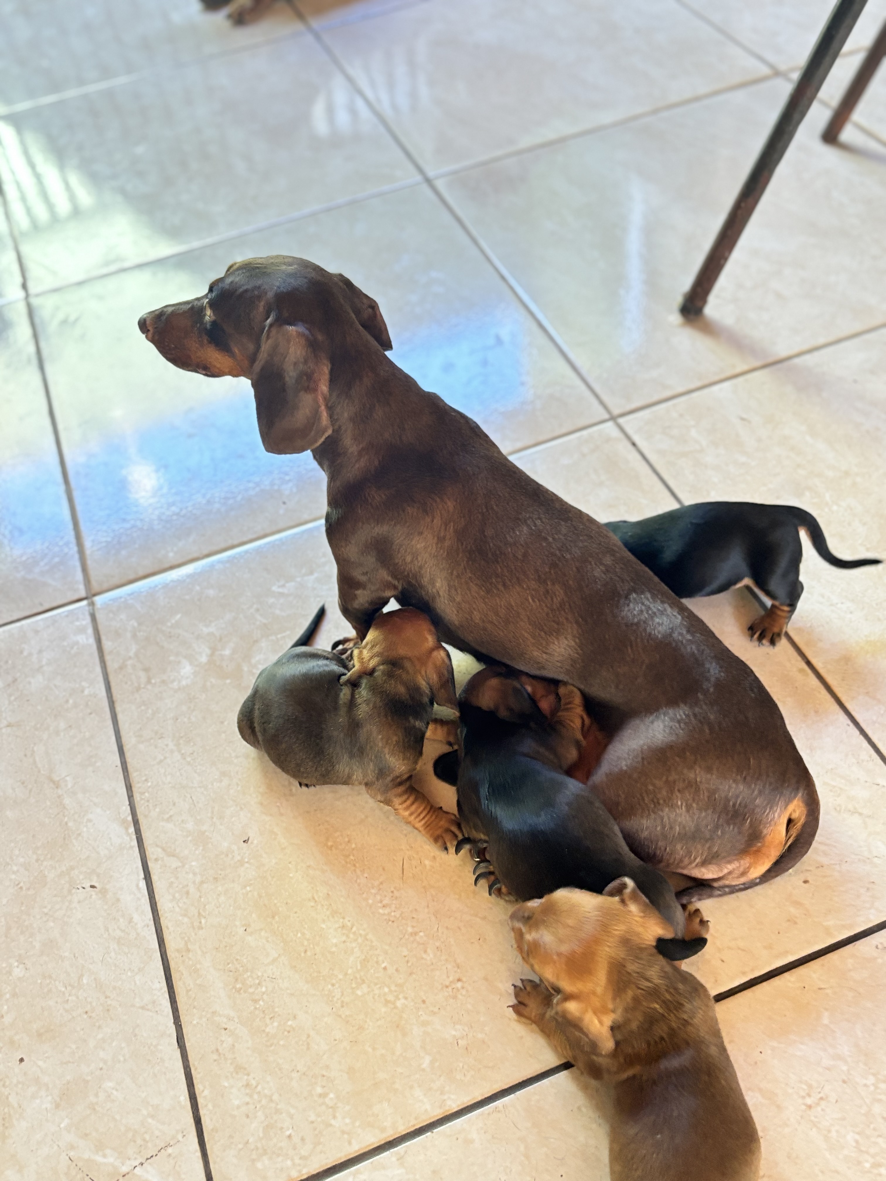 Portal Vendocão Filhotes fêmeas e macho  Campo Grande 