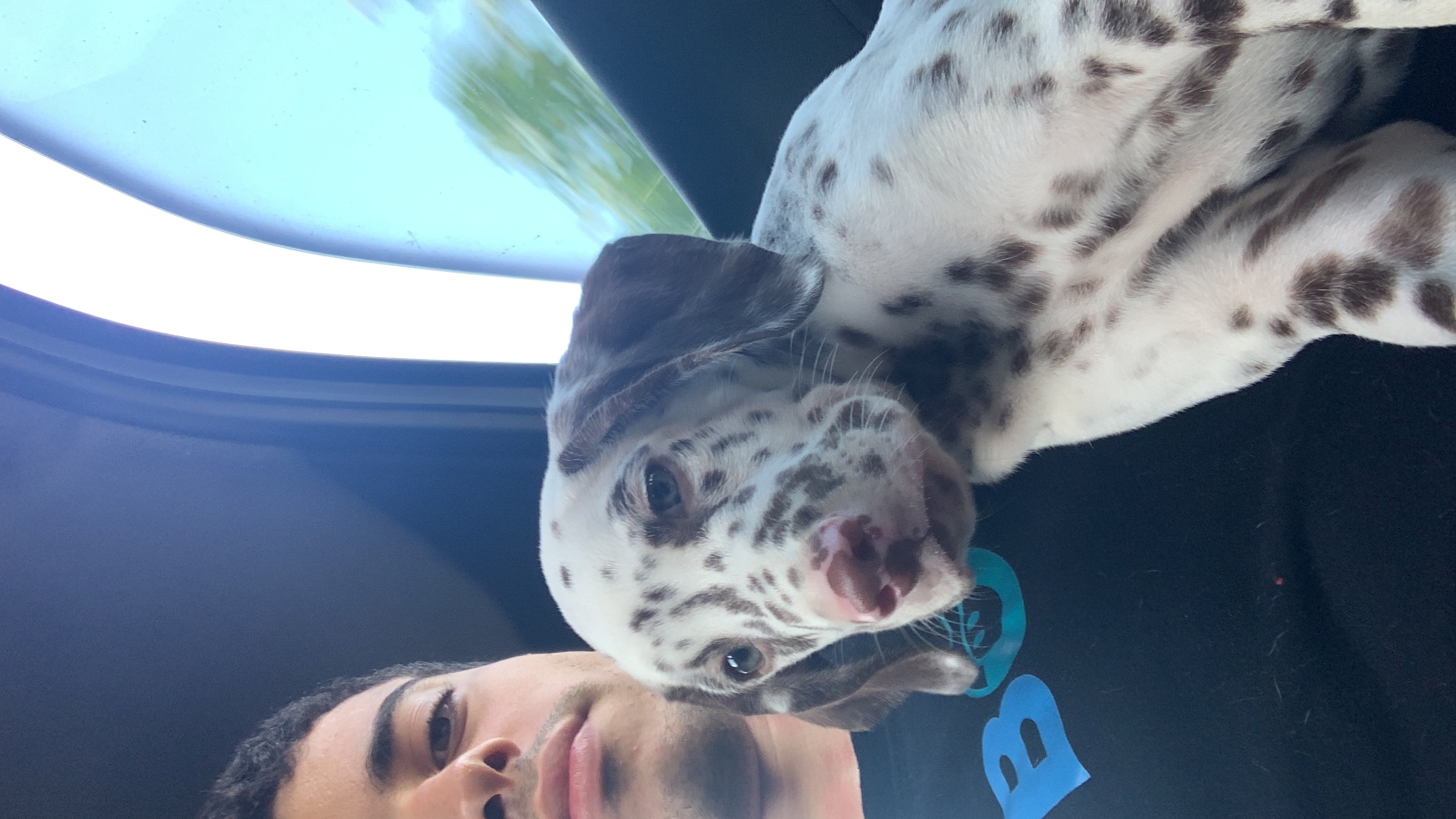 Portal Vendocão Dálmata filhote macho com todas as vacinas já pagas João Pessoa