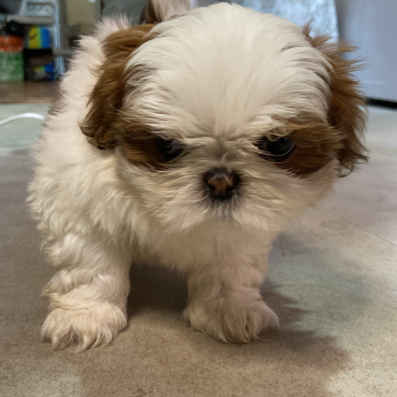 Filho de shih tzu - Foto 3
