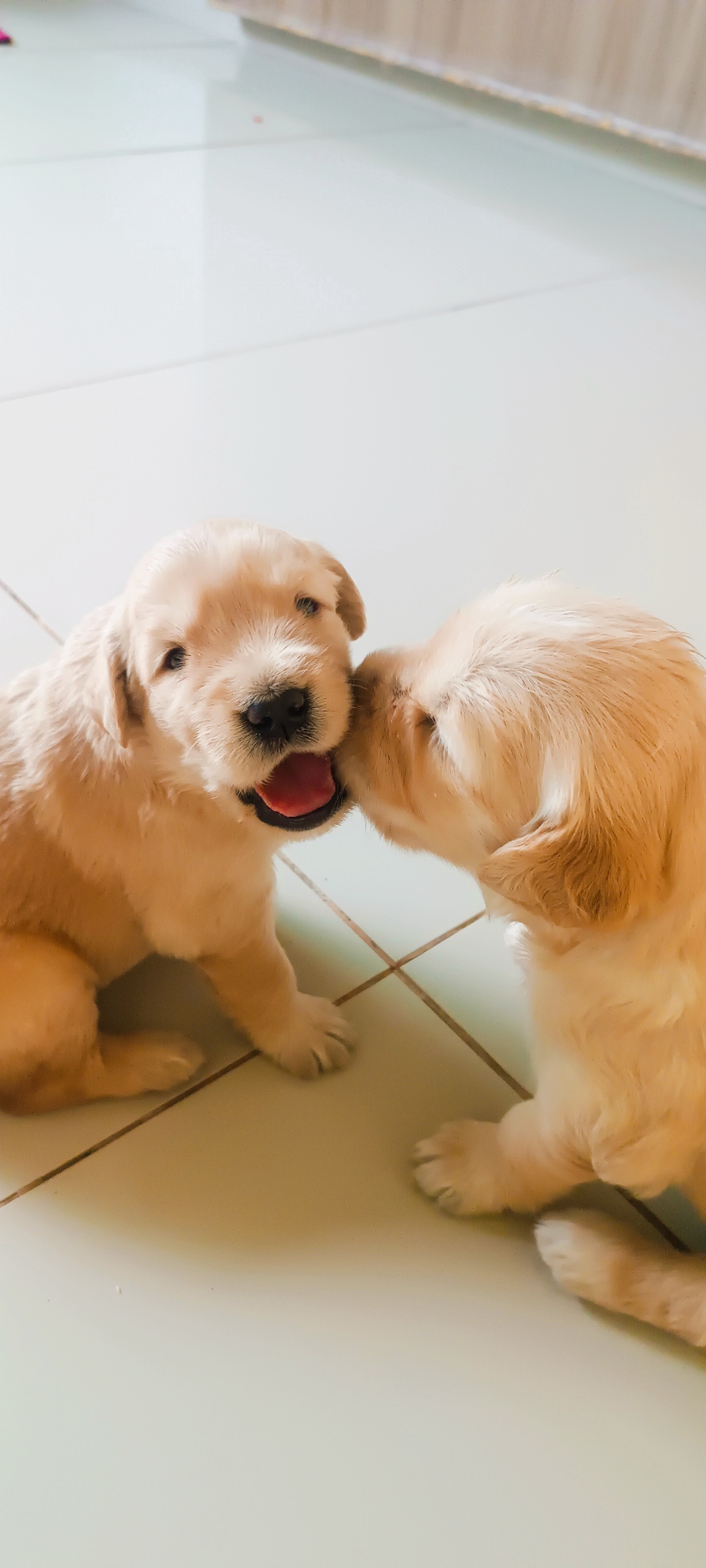 Portal Vendocão Vendo filhotes de Golden Retriever puro sangue  Uberlândia